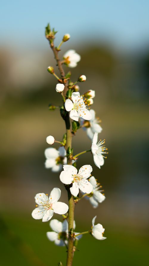 Free Beautiful close-up of white cherry blossoms on a sunny day with blue sky background. Stock Photo