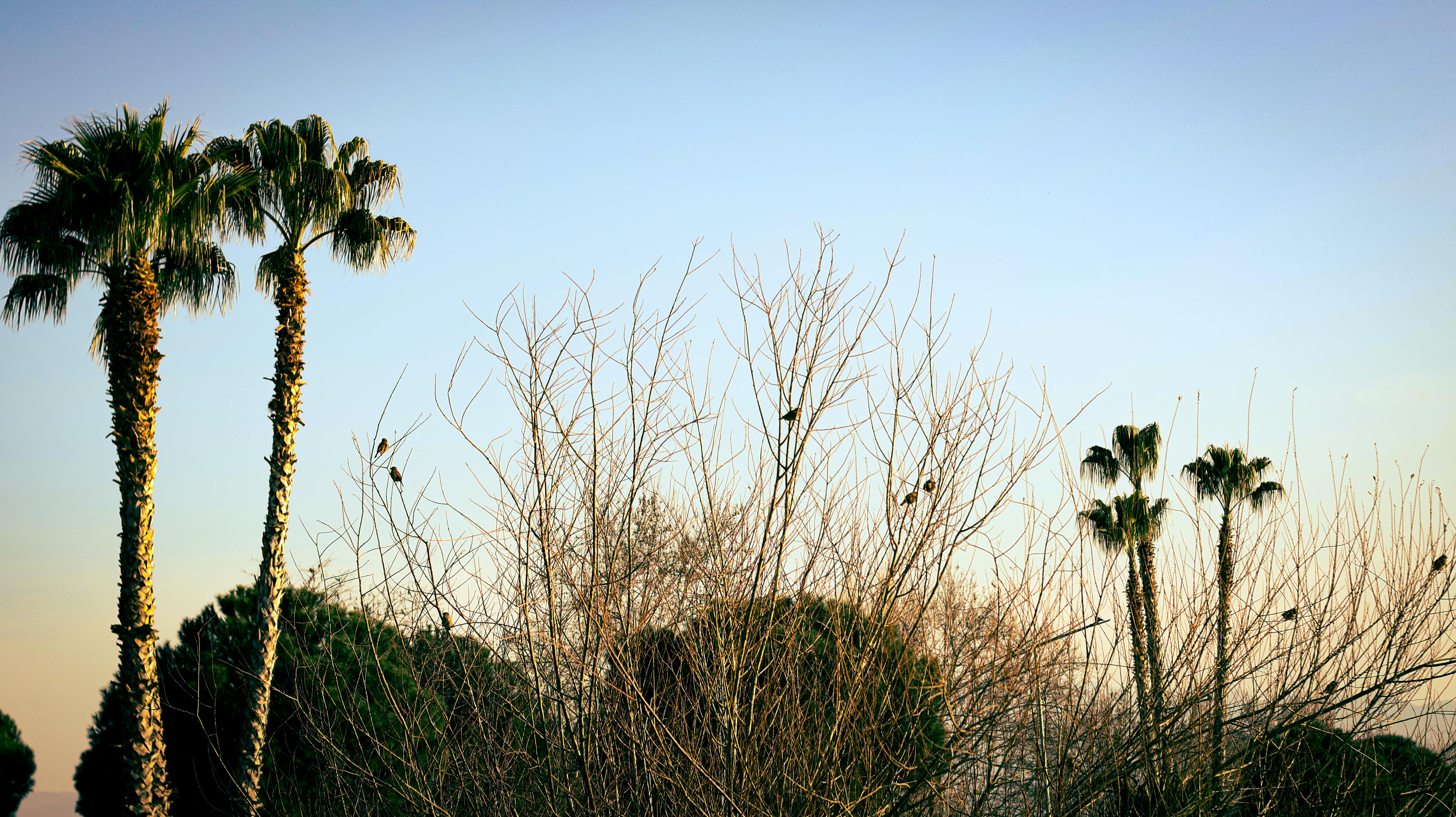 Ingyenes stockfotó ágak, alkonyat, arany ég témában Stockfotó