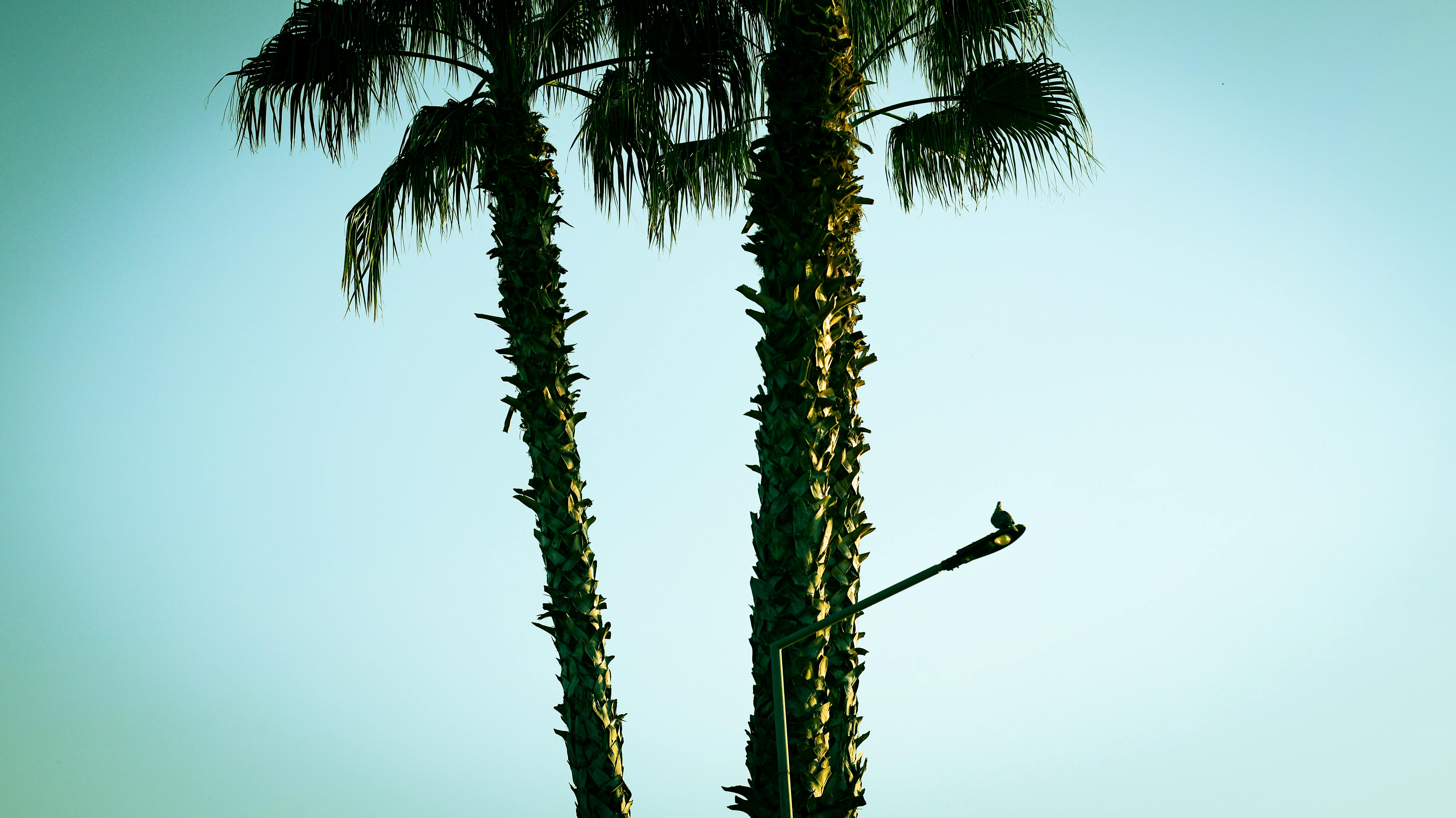 ingyenes Két pálmafa sziluettje rajzolódik ki a tiszta kék égboltra egy utcai lámpával. Stockfotó