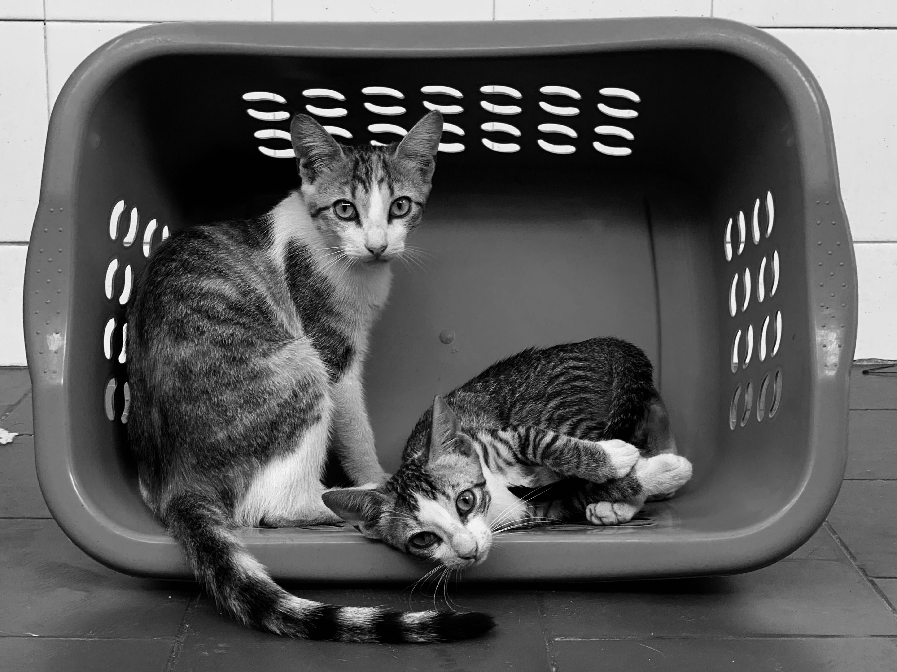 Two tabby cats sitting inside a grey plastic laundry basket with rows of air slots on every side