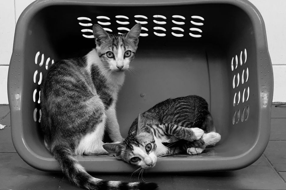 Two tabby cats sitting inside a grey plastic laundry basket with rows of air slots on every side