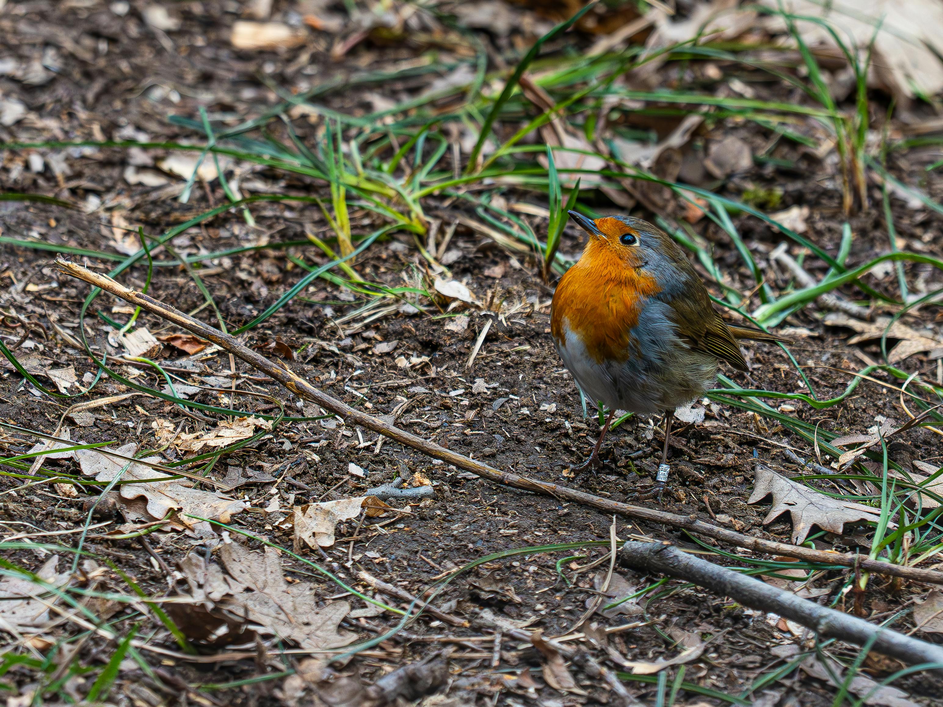 ฟรี คลังภาพถ่ายฟรี ของ rubecula erithacus, กลางแจ้ง, การถ่ายภาพธรรมชาติ คลังภาพถ่าย