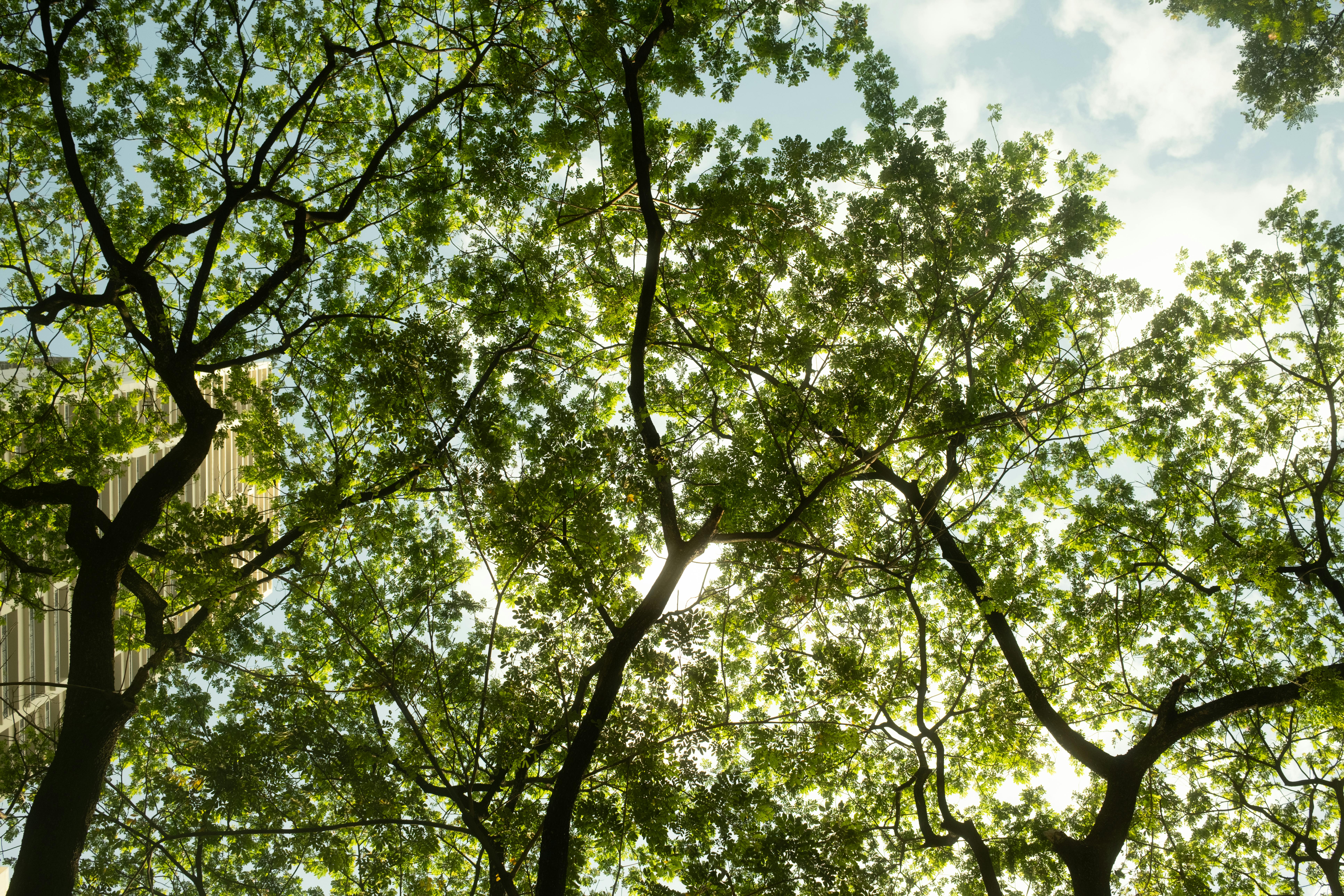 무료 울창한 녹색 나무 숲 사이로 햇살이 스며들고, 배경에는 건물이 보인다. 스톡 사진
