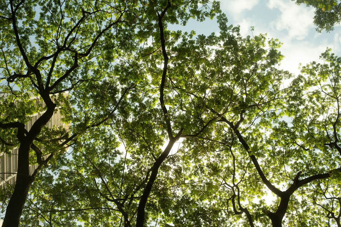 Light Filtered Canopy Tree Sunlight Filtering Through Tree Canopy · Free Stock Photo