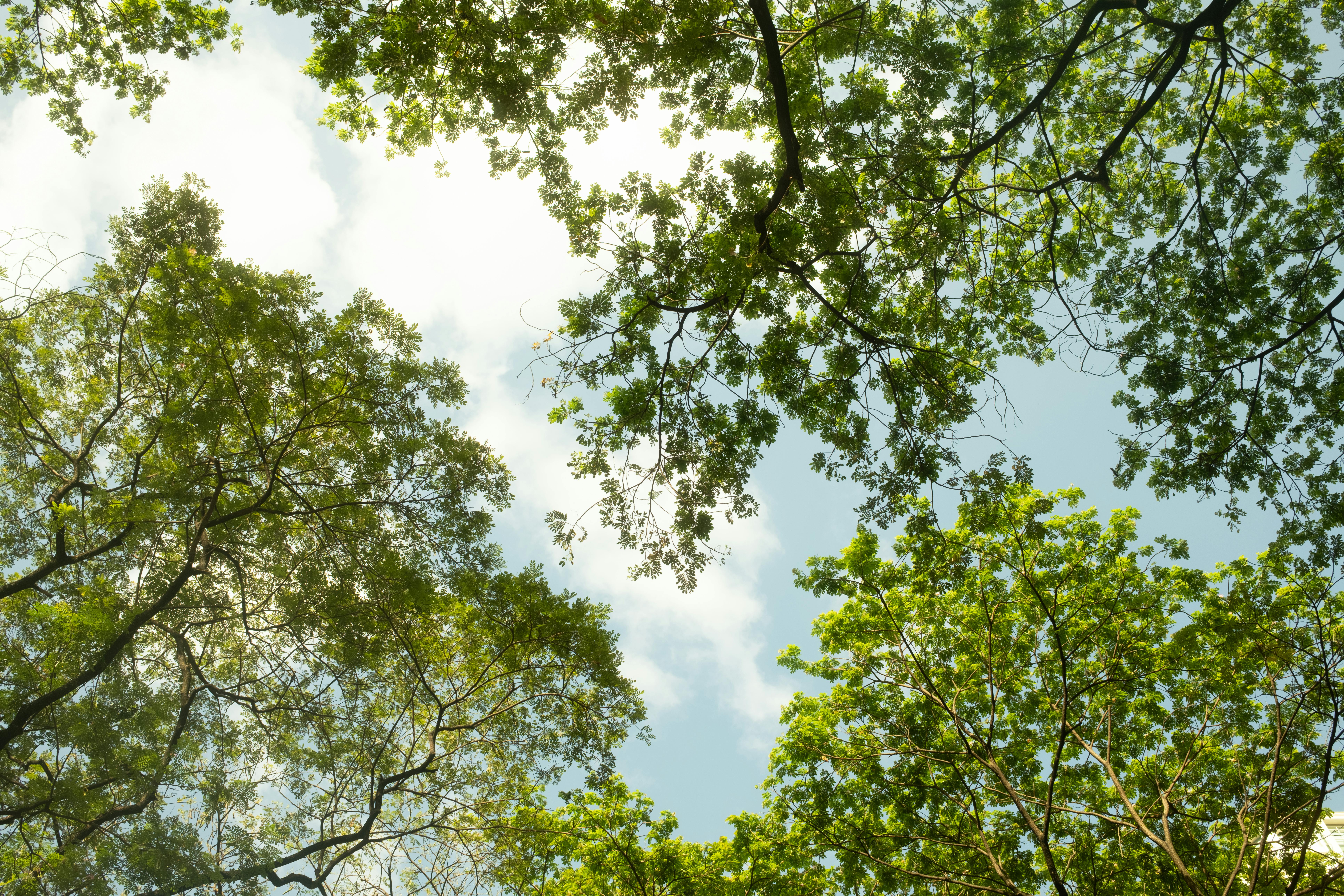 Zadarmo Fotobanka s bezplatnými fotkami na tému @outdoor, botanika, čerstvý vzduch Fotka z fotobanky