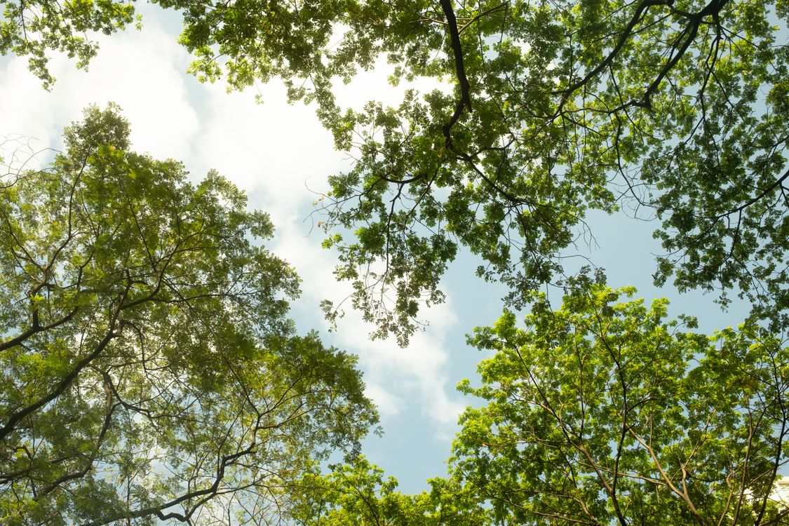 Lush Green Tree Canopy Against Blue Sky · Free Stock Photo