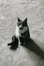 Gray Cat Sitting on Concrete Floor Indoors
