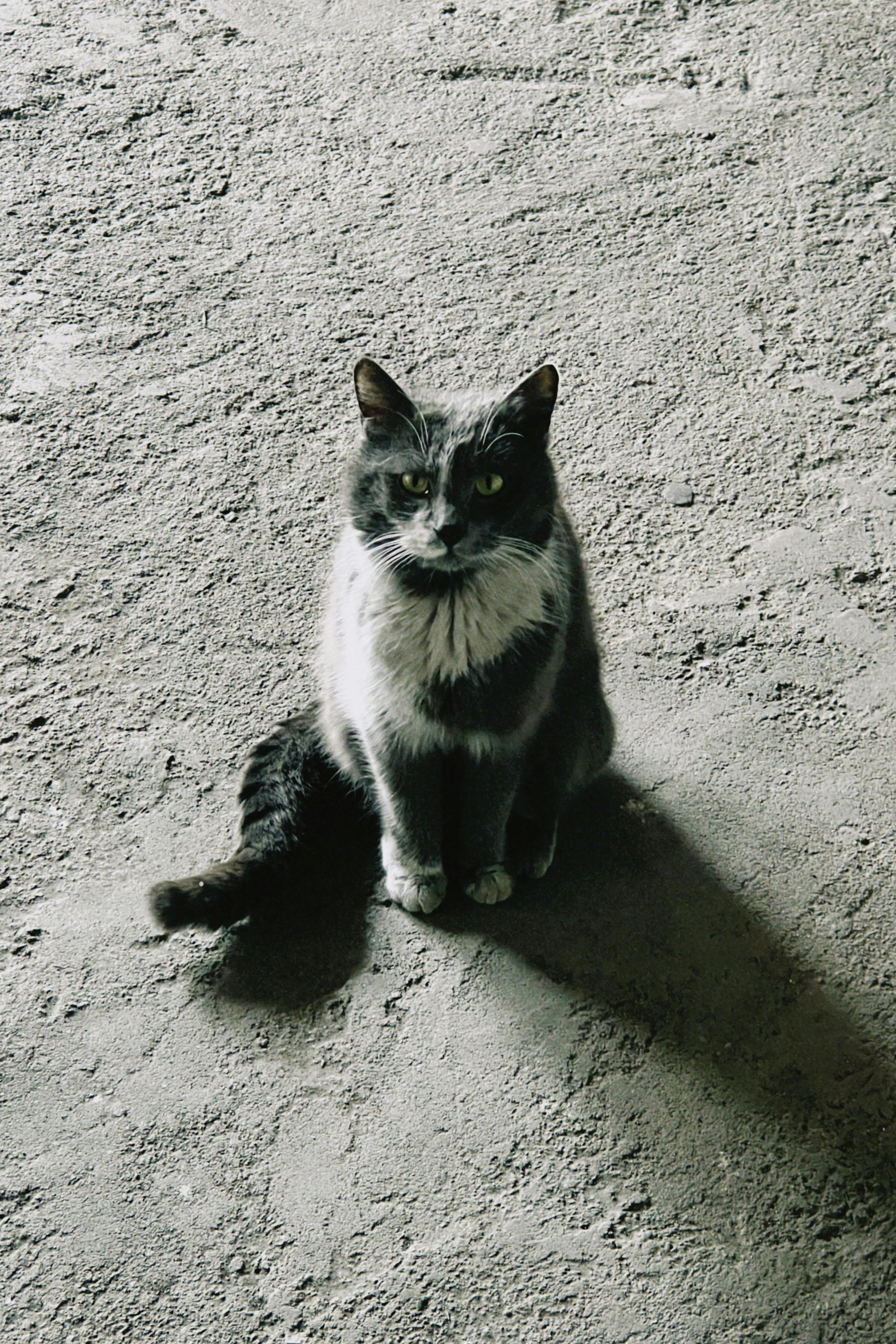 ingyenes Egy szürke macska figyelmesen ül a texturált betonpadlón bent, és árnyékot vet. Stockfotó