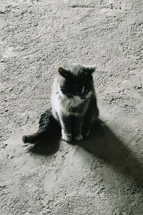 Free A grey cat sits calmly on a sunlit, textured ground casting a shadow. Stock Photo