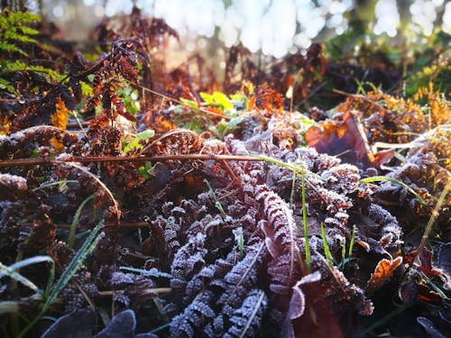 Free stock photo of fern leaves, frost, frozen