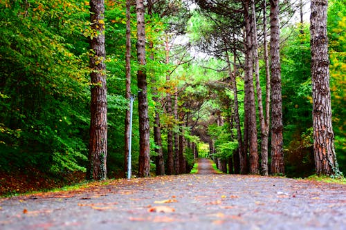 Free Empty Pathway Between Trees  Stock Photo