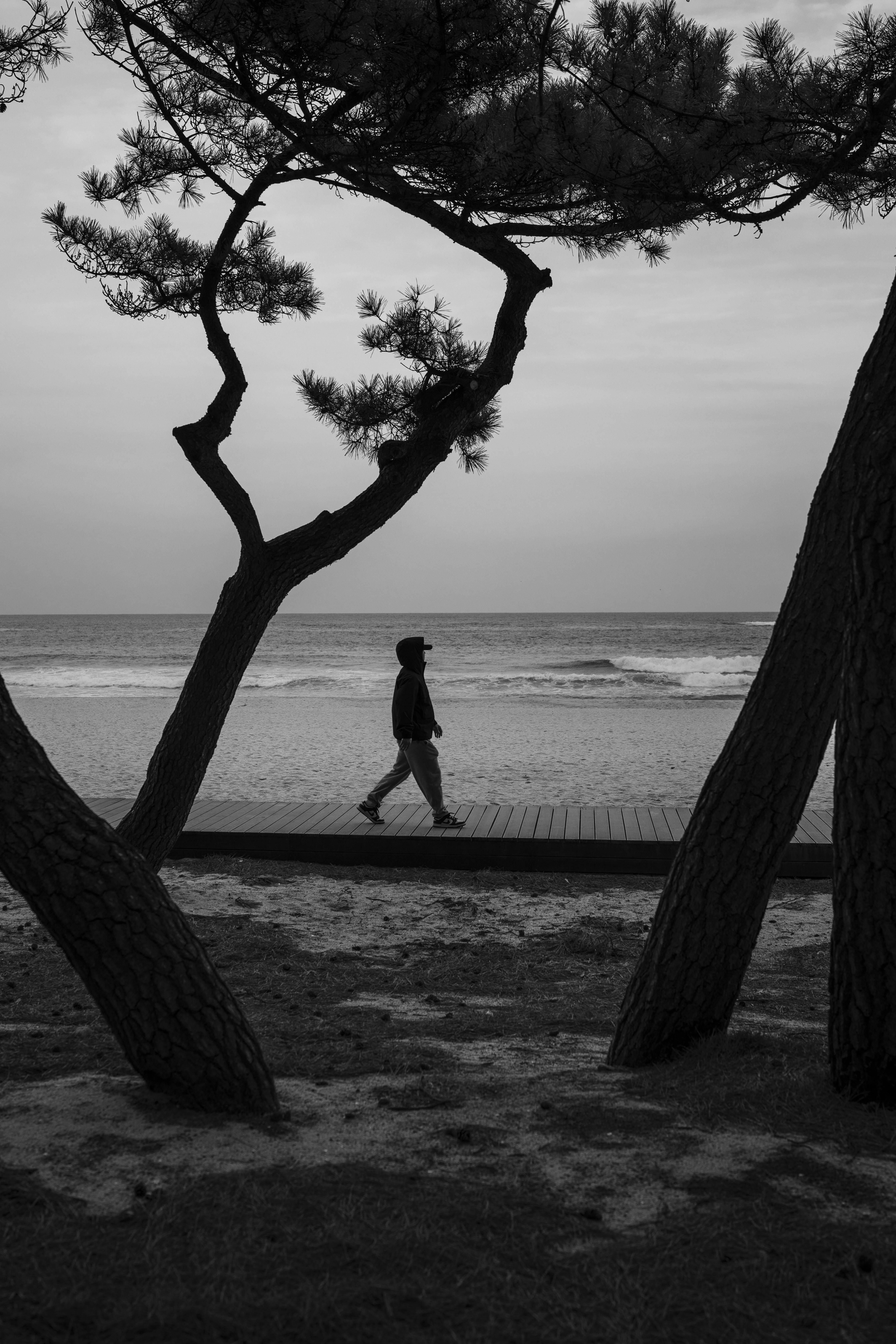 免费 黑白照片，画面中一个人沿着海滩行走，四周是树木的轮廓。 素材图片