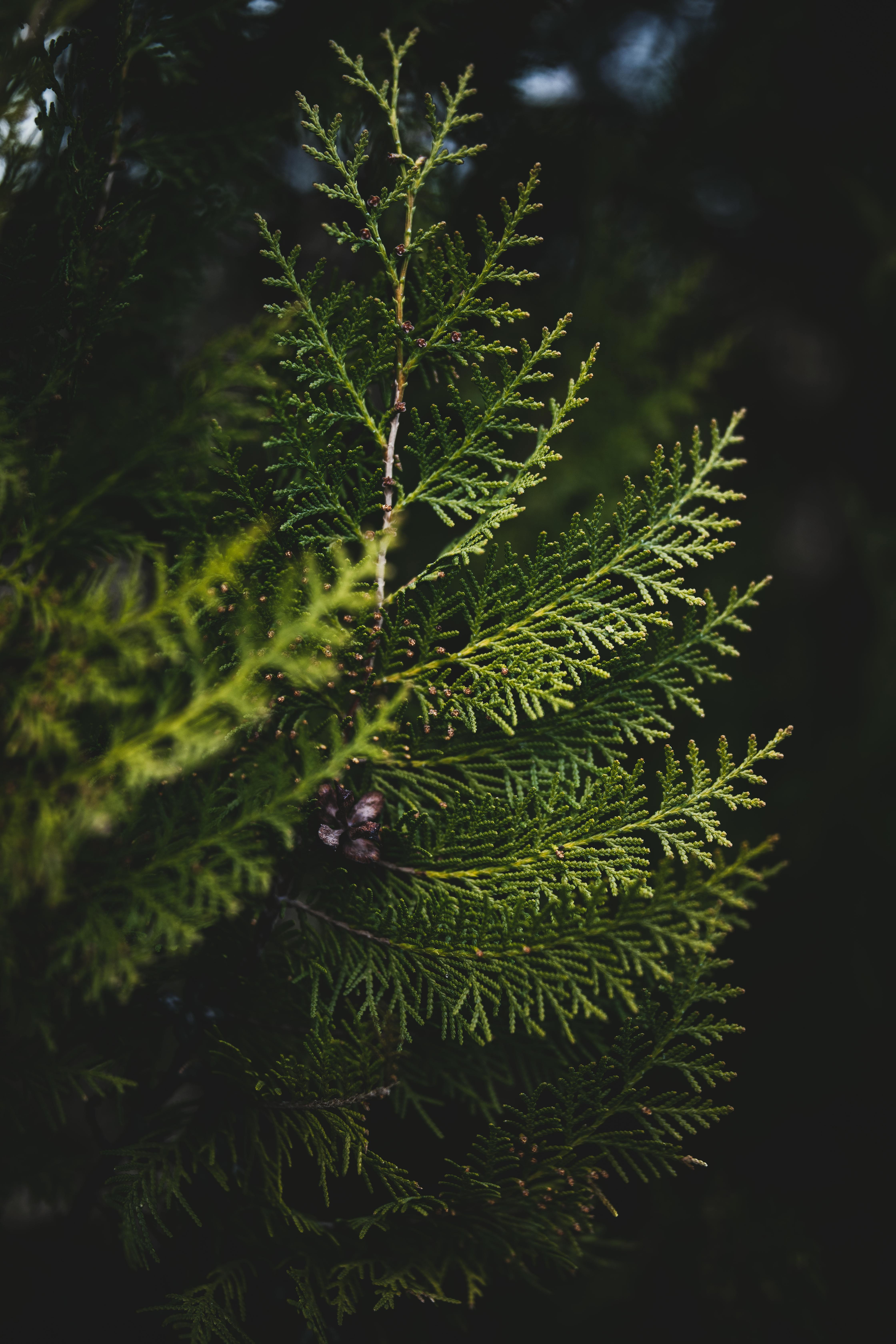 Zadarmo Detailný záber zelených cyprusových listov s tmavým, melancholickým pozadím. Fotka z fotobanky