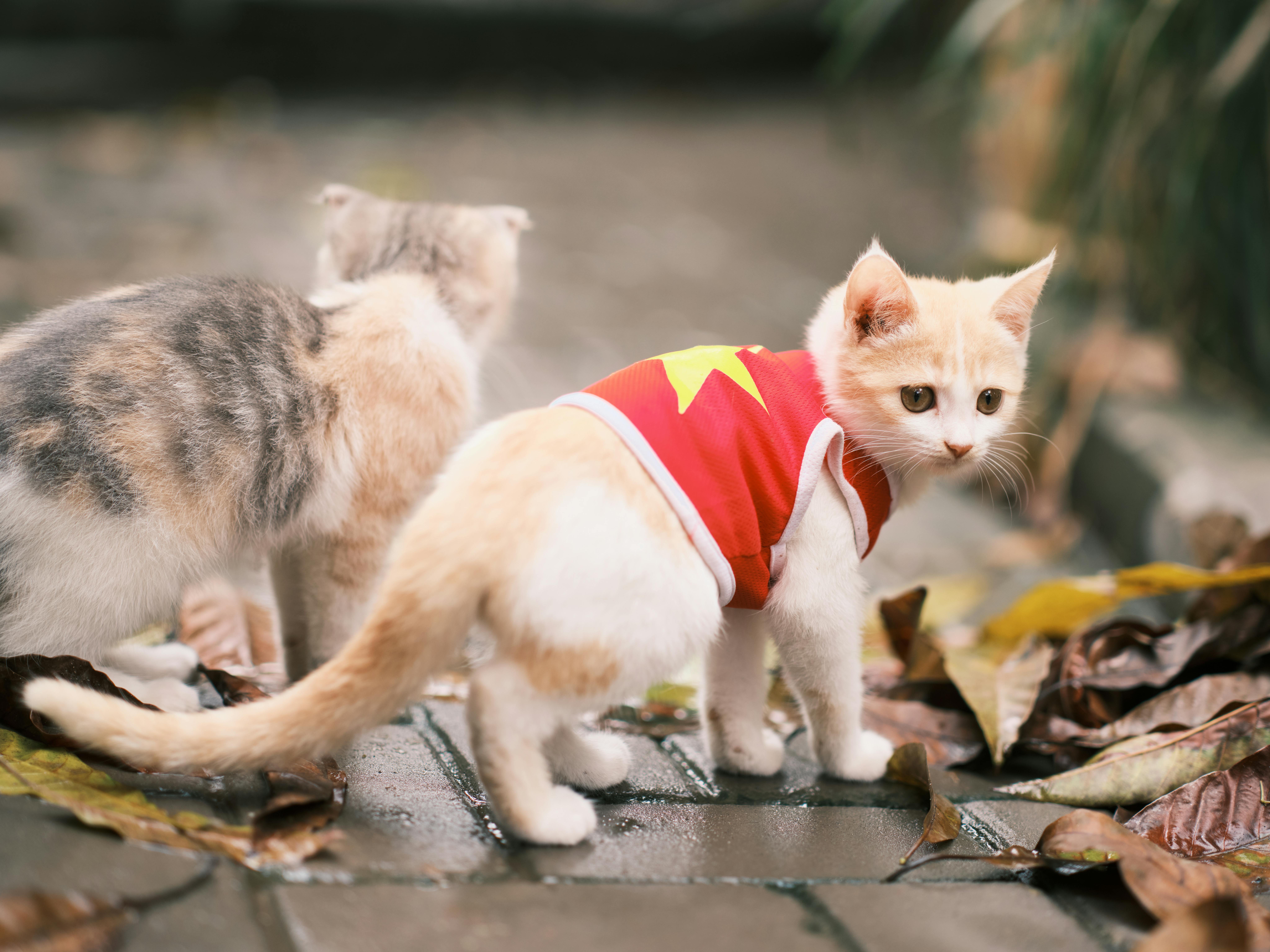 Two playful kittens on a leaf-covered sidewalk, one in a cute red outfit. Perfect autumn scene.