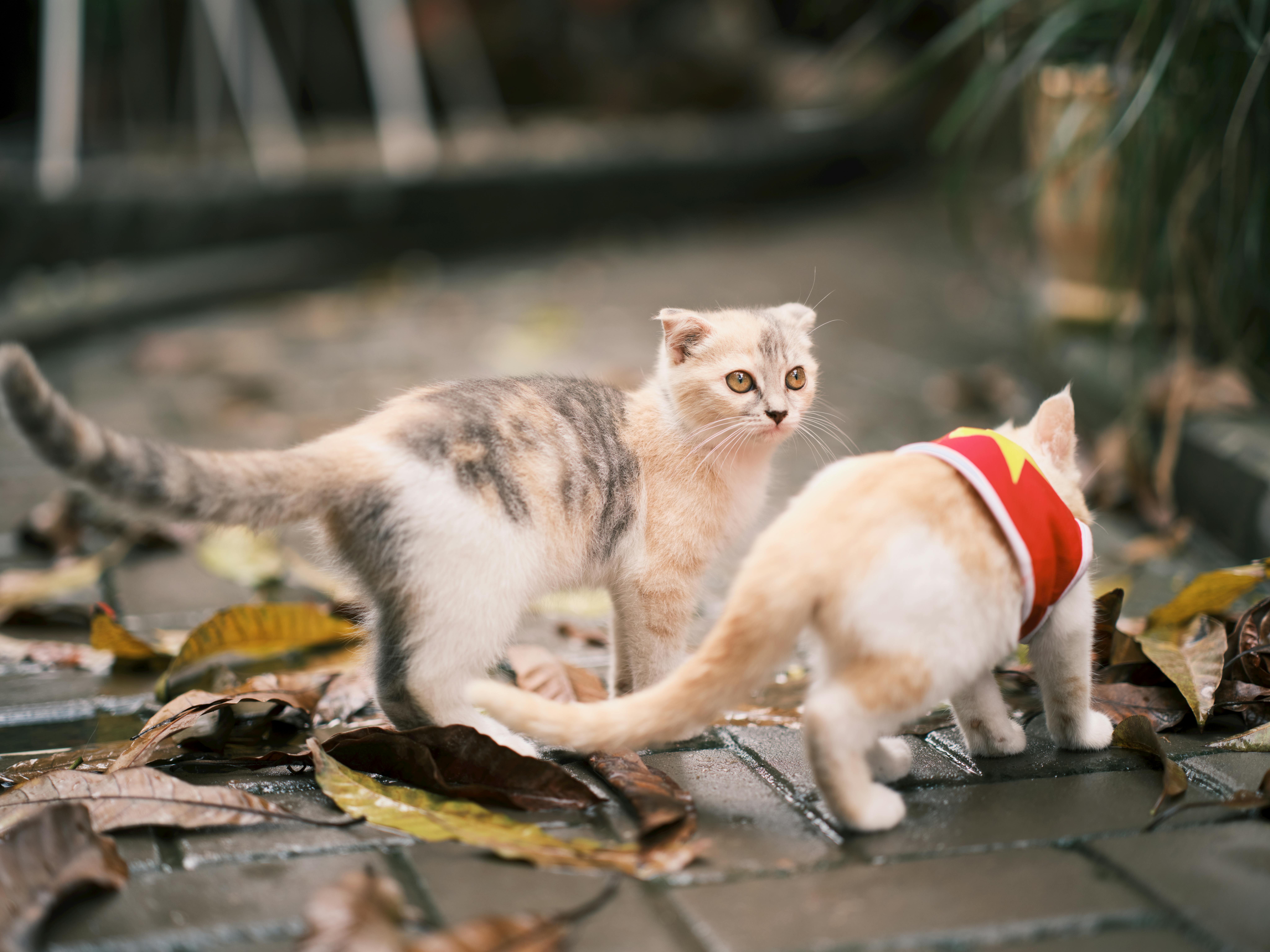 pet lifestyle pets lifestyle photos — Photo by TBD Tuyên on Pexels