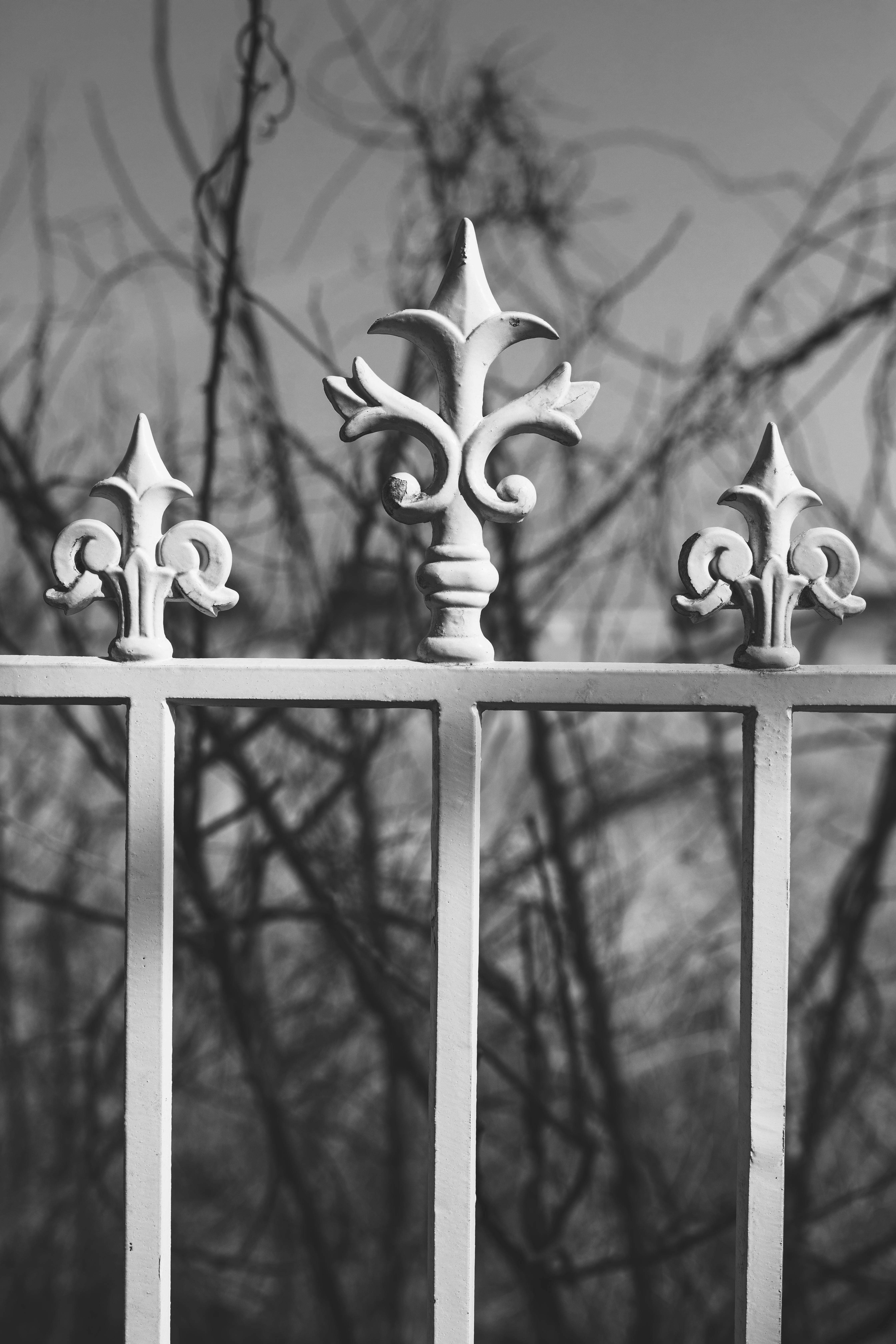ฟรี ภาพถ่ายขาวดำเชิงศิลปะของรั้วเหล็กดัดตกแต่งที่มีลวดลายซับซ้อน คลังภาพถ่าย