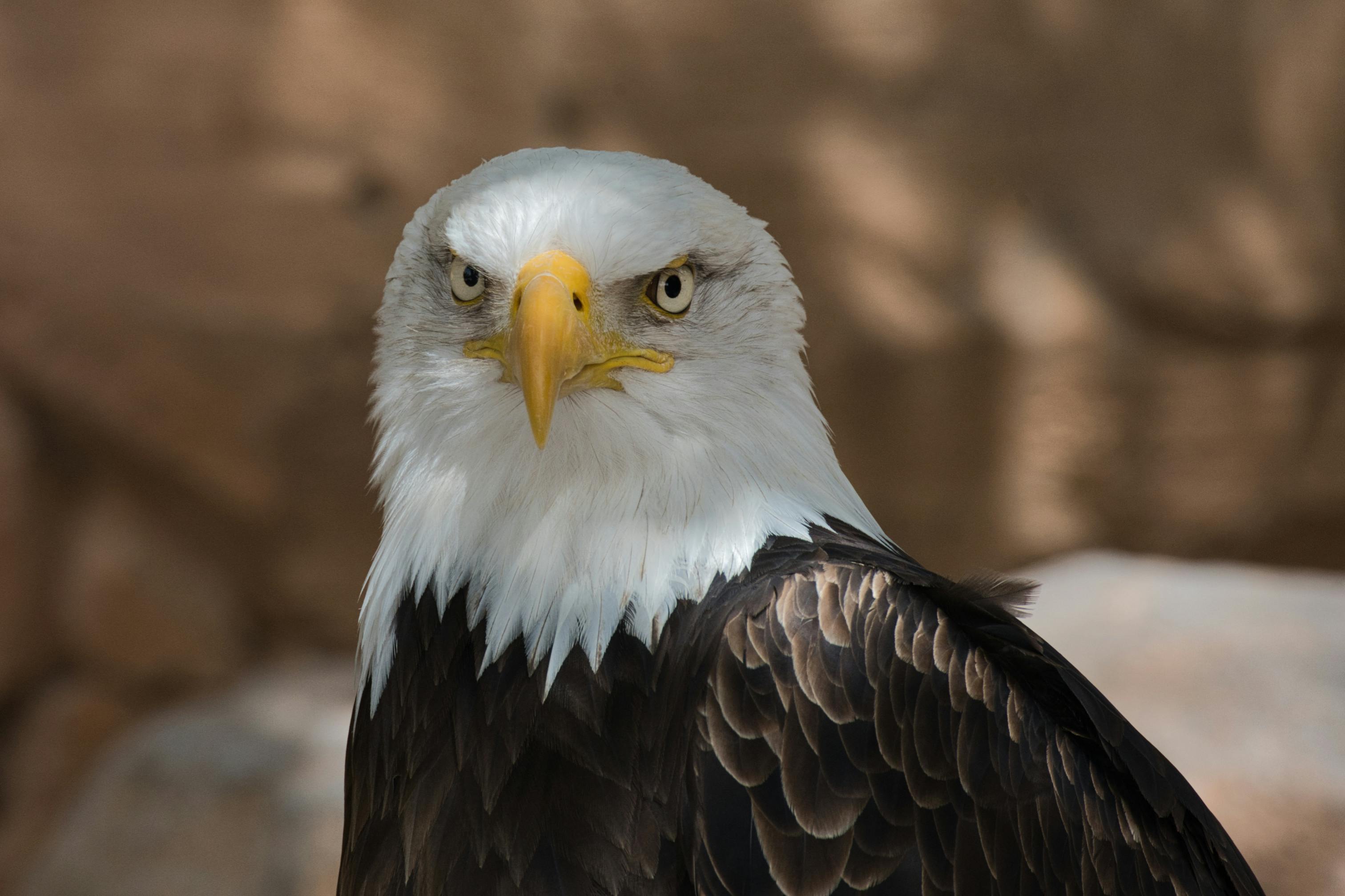 免費 ＃室內, haliaeetus leucocephalus, 保護 的 免費圖庫相片 圖庫相片