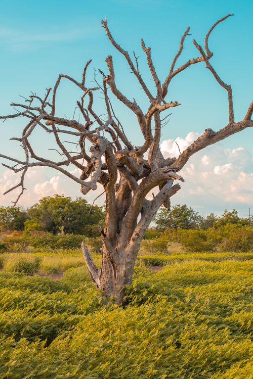 Free A striking leafless tree stands in a lush green field under a clear blue sky, exuding drama and tranquility. Stock Photo