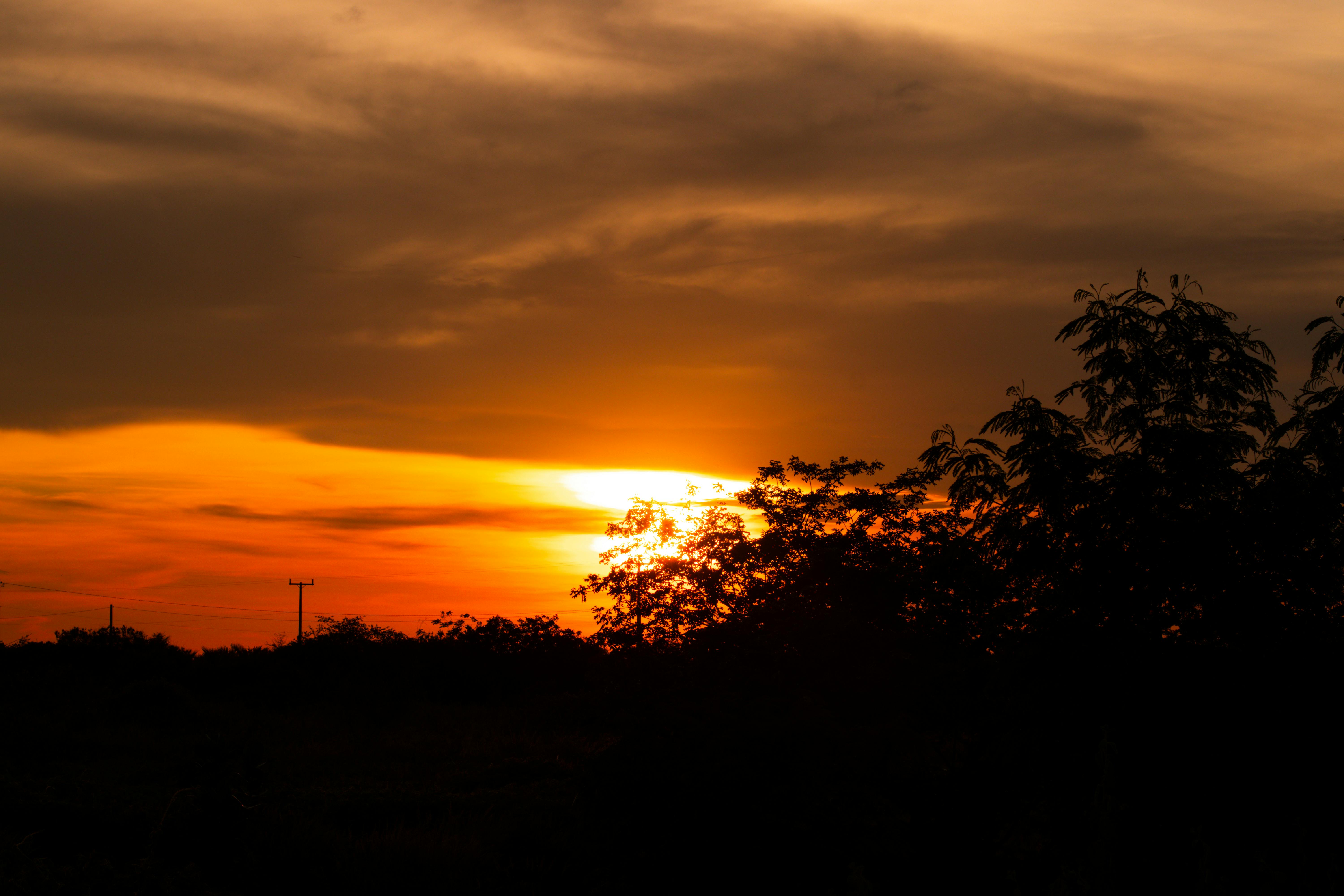 무료 선명한 석양빛 하늘과 실루엣으로 드러난 나무들이 어우러져 극적인 지평선을 만들어냅니다. 스톡 사진