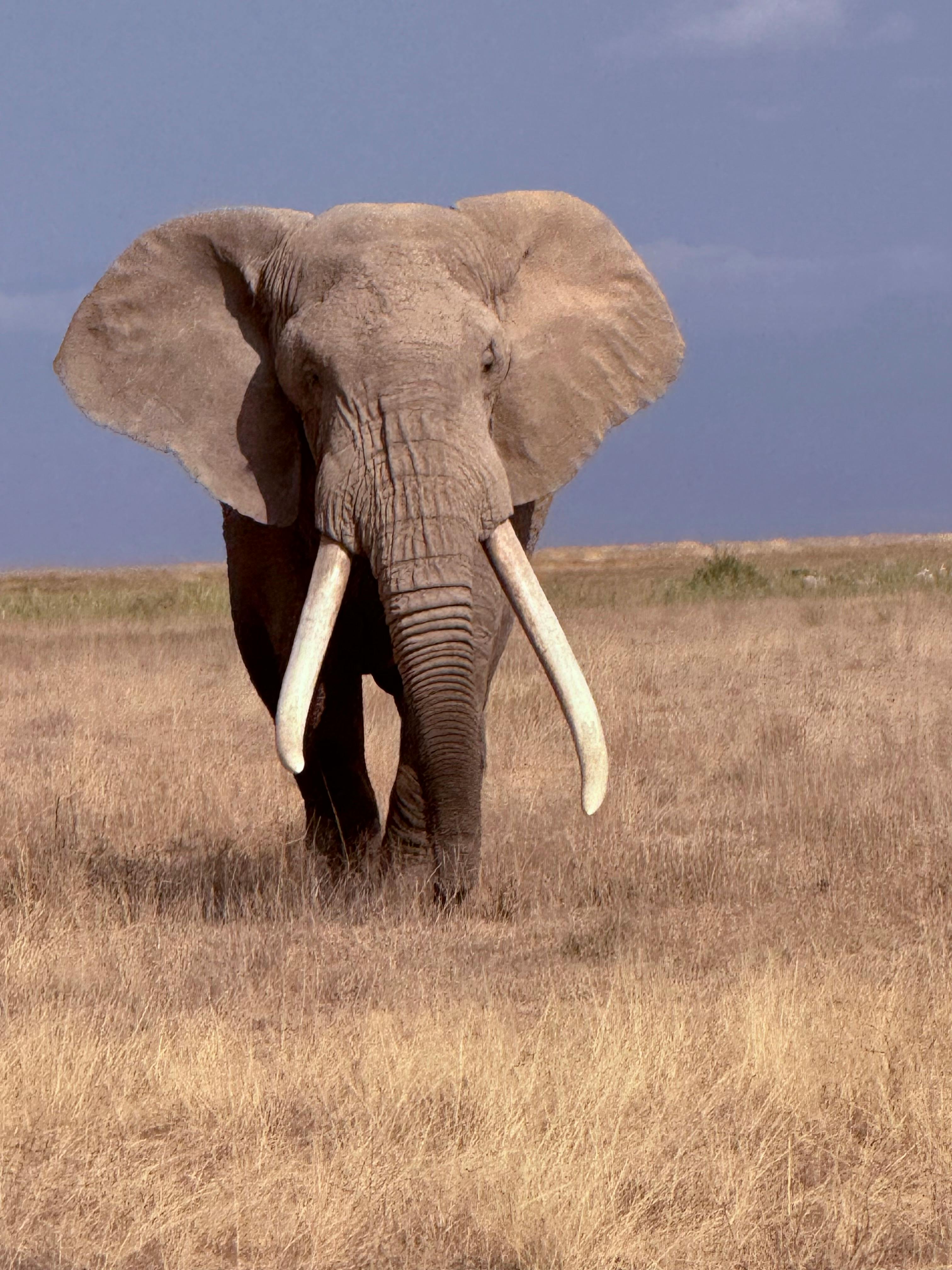 免費 一頭強壯的非洲象站在開闊的草原上，展示著它令人印象深刻的象牙。 圖庫相片
