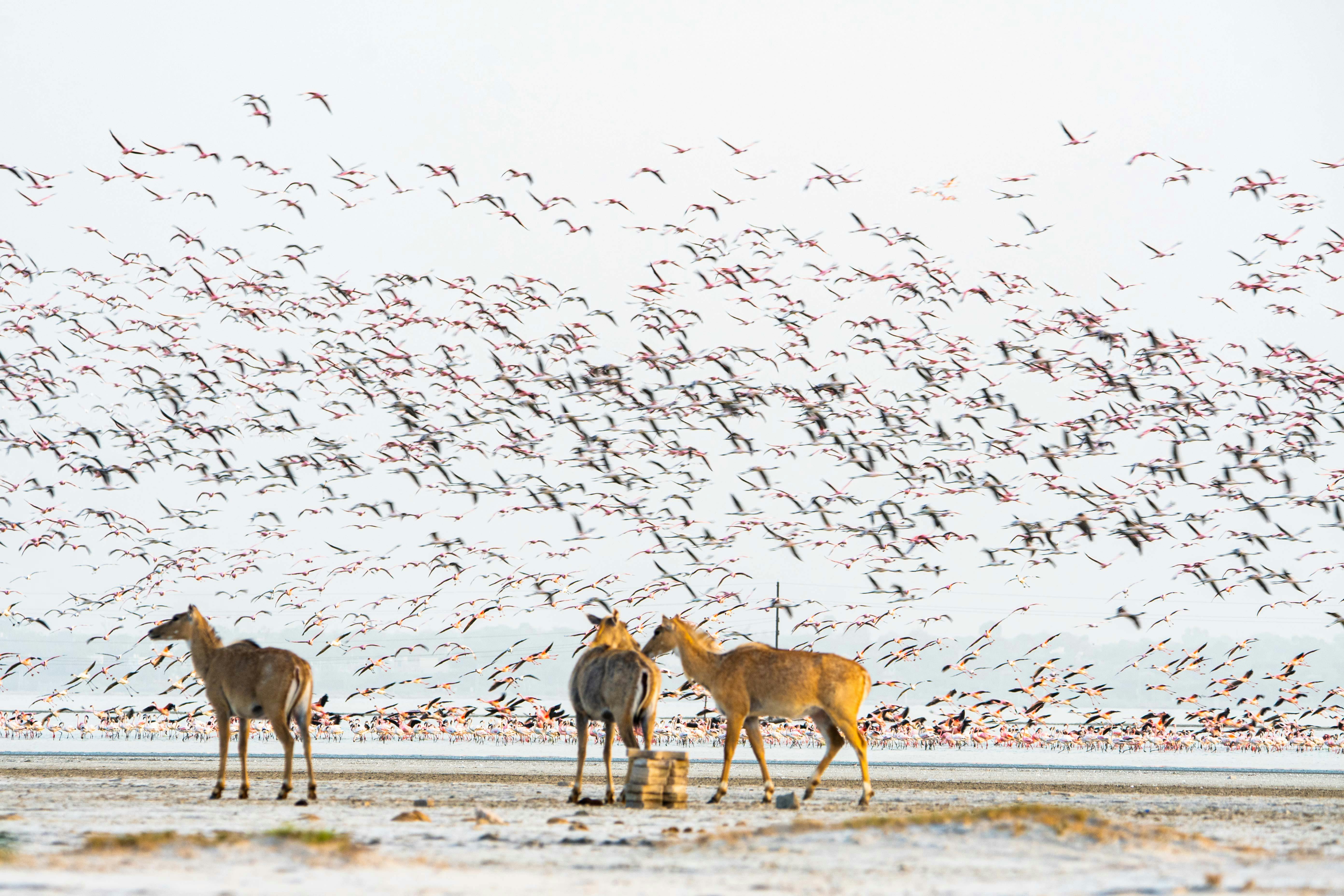 Zadarmo Divoké jelene uprostred obrovského kŕdľa plameniakov v pokojnom prírodnom prostredí, ktoré prezentujú biodiverzitu. Fotka z fotobanky