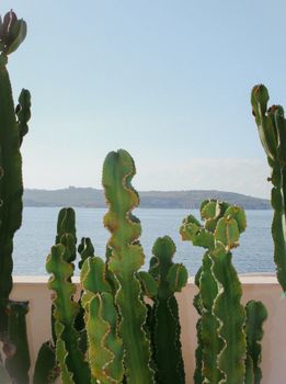 Tall cactus plants with a view of the Mediterranean Sea in Malta, showcasing natural beauty.