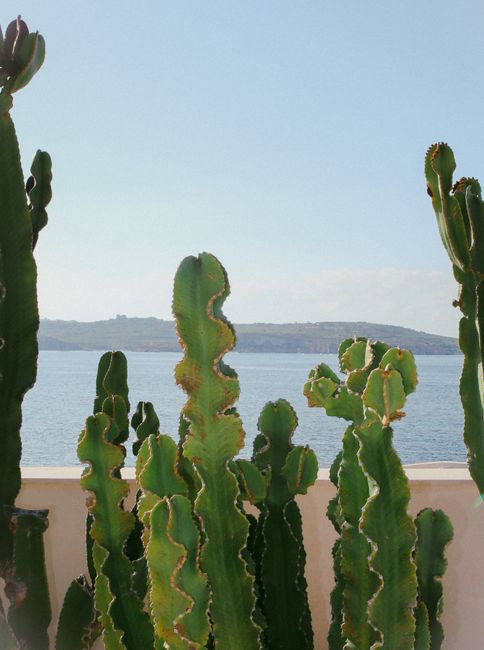Tall cactus plants with a view of the Mediterranean Sea in Malta, showcasing natural beauty.