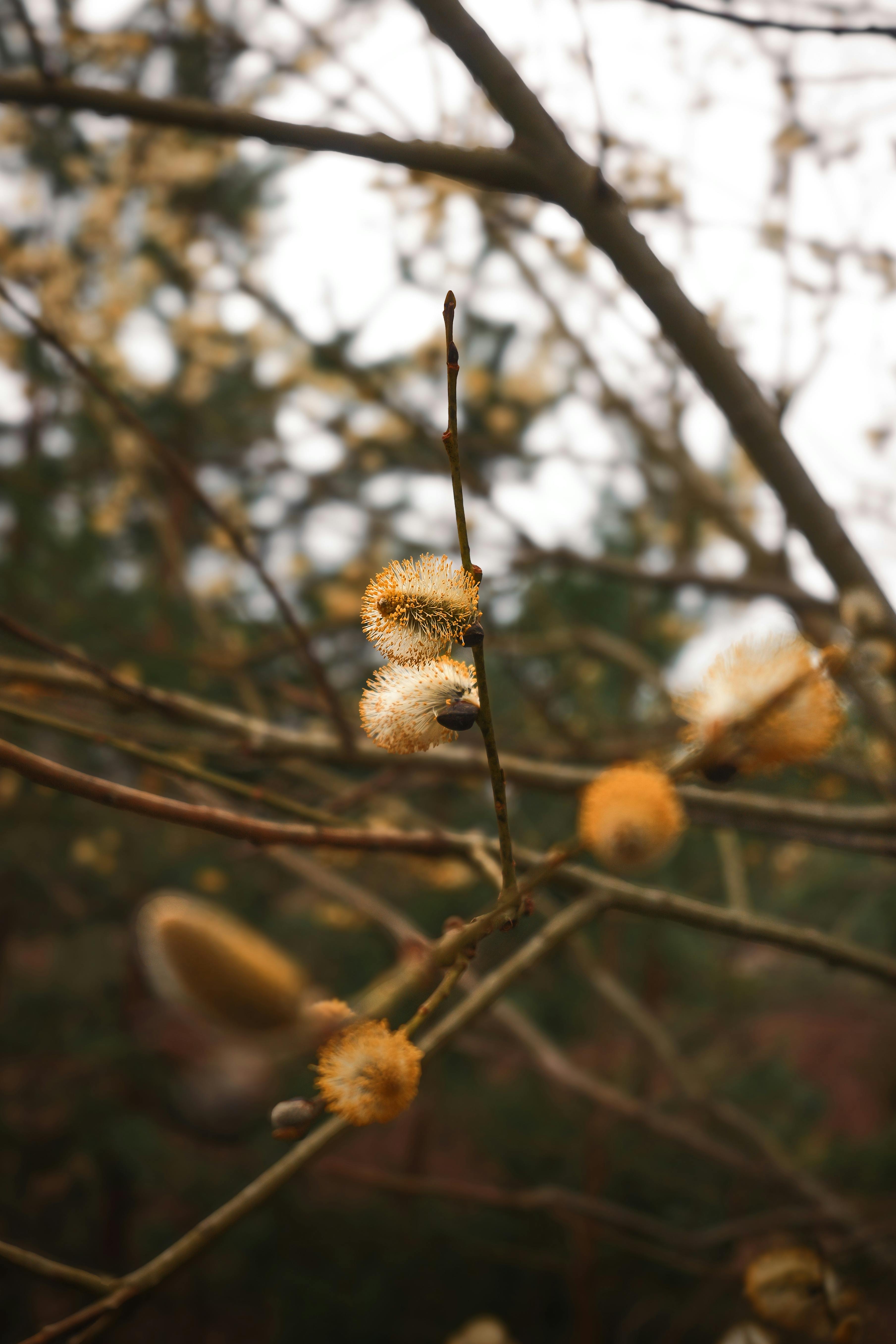 무료 자연 속 야외에 피어 있는 버드나무 가지를 자세히 클로즈업한 사진. 스톡 사진