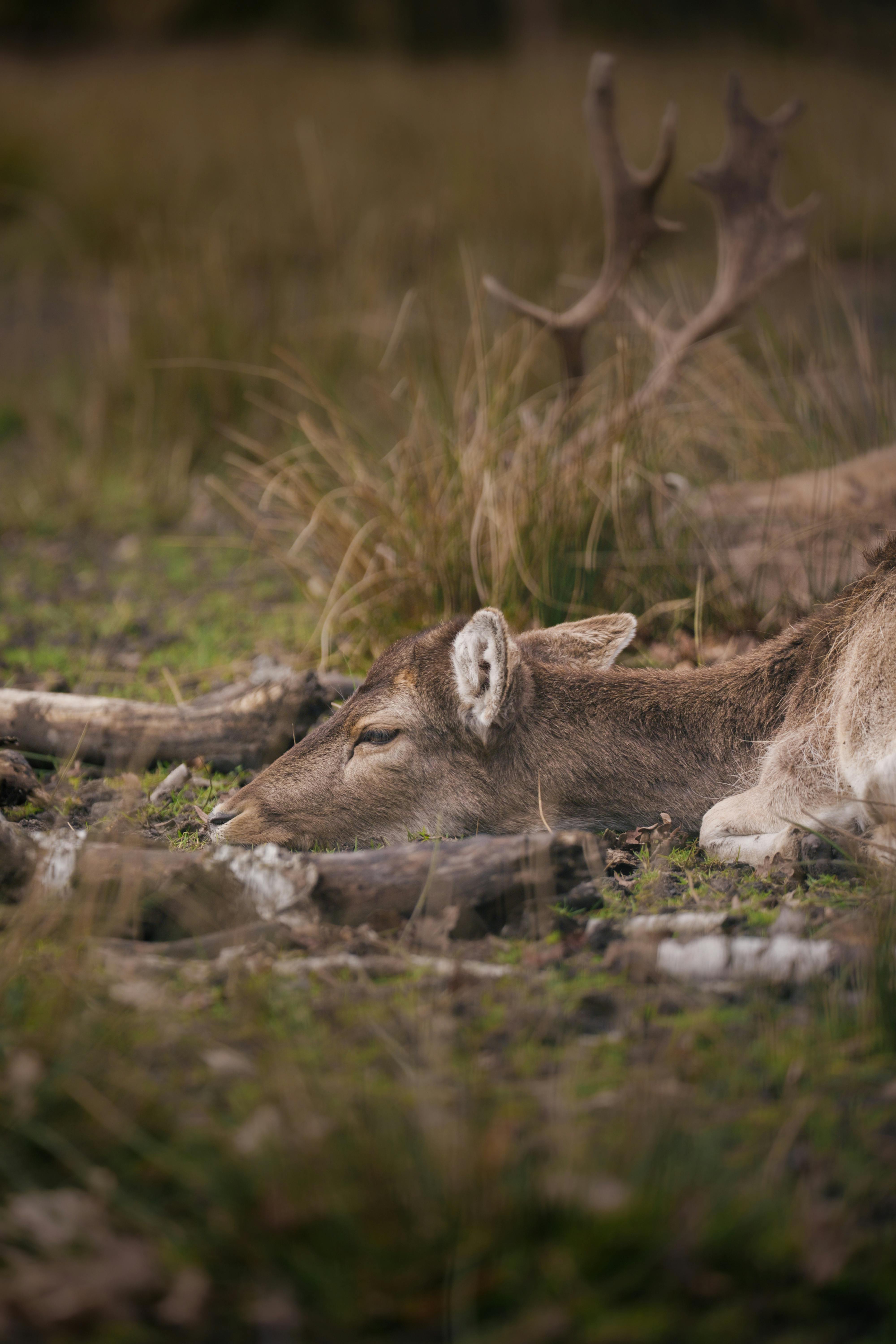Zadarmo Fotobanka s bezplatnými fotkami na tému Bavorsko, biodiverzita, bylinožravec Fotka z fotobanky
