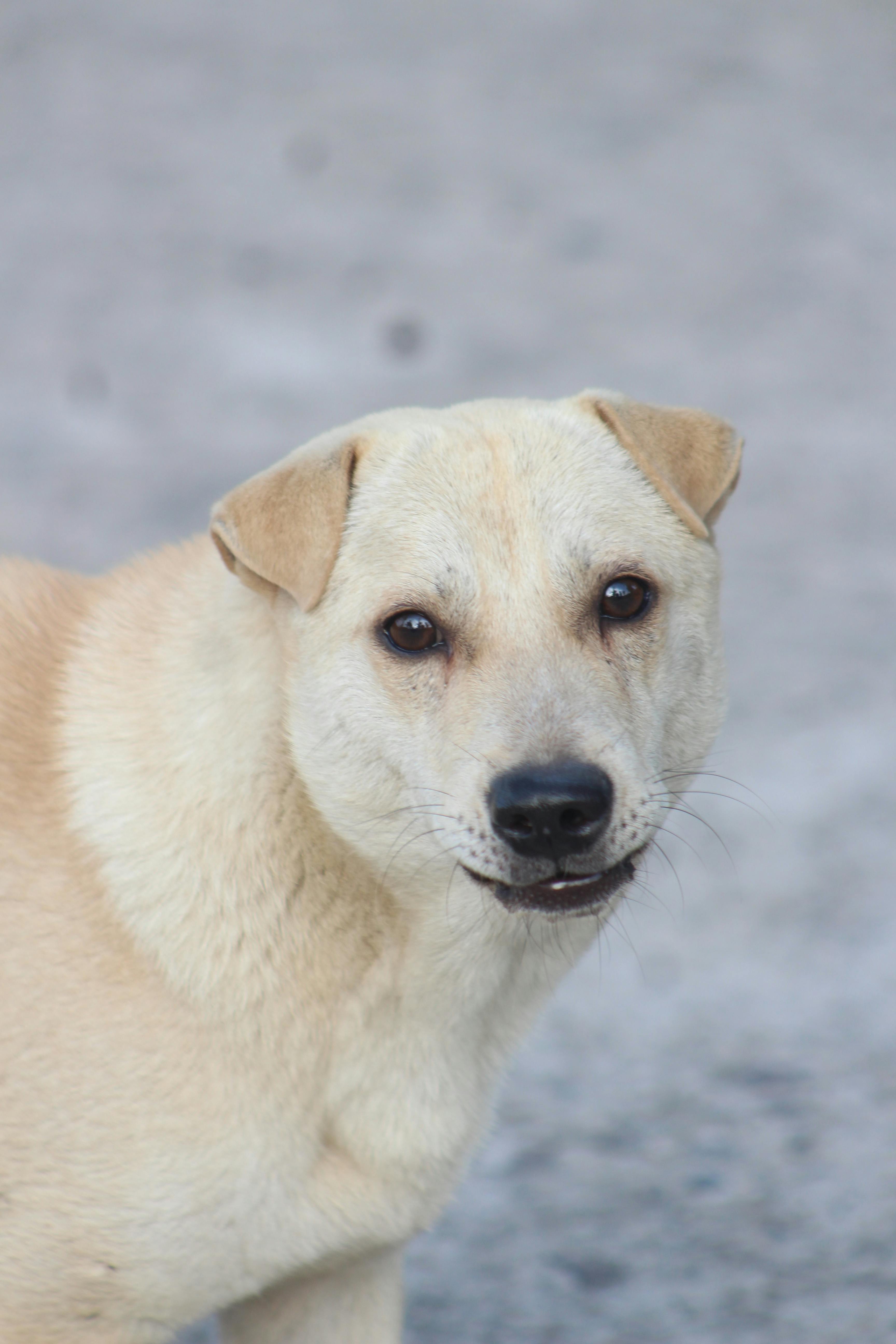Ingyenes stockfotó @szabadtéri, állat, állati portré témában Stockfotó