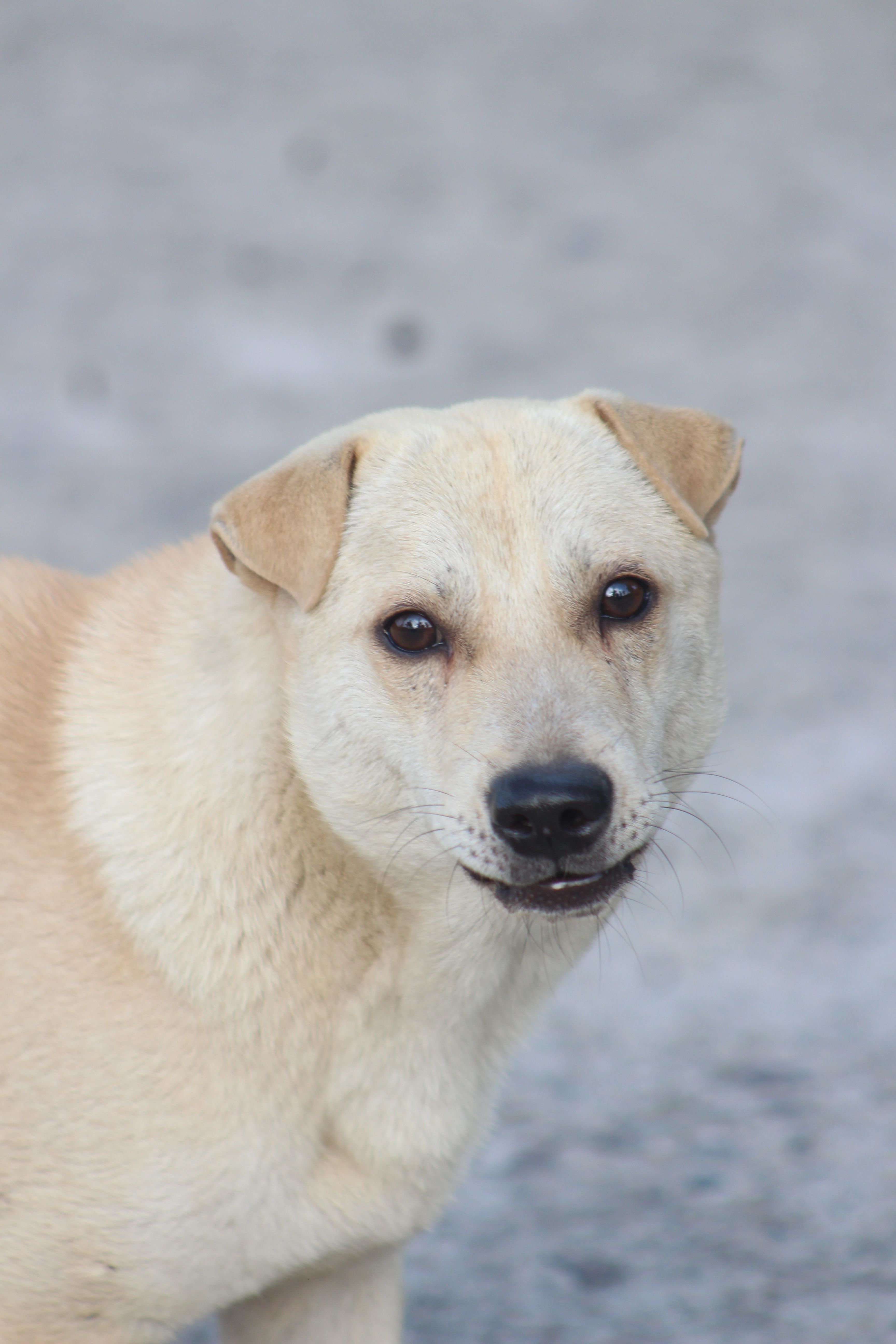 Close-up Portrait of a Light-Colored Dog · Free Stock Photo