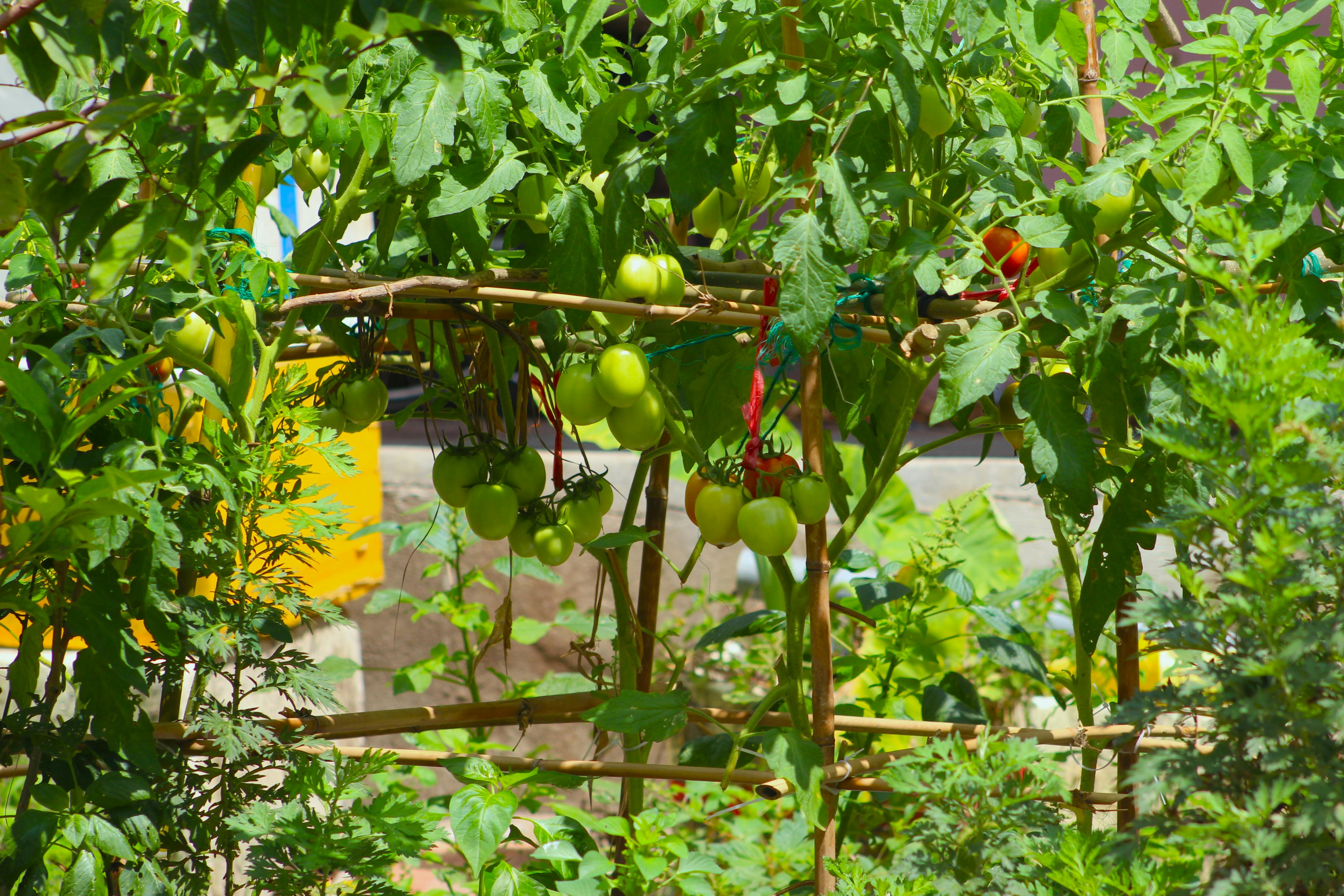 免费 ヴィデイラデトメイト, 下田, 修剪花草 的 免费素材图片 素材图片