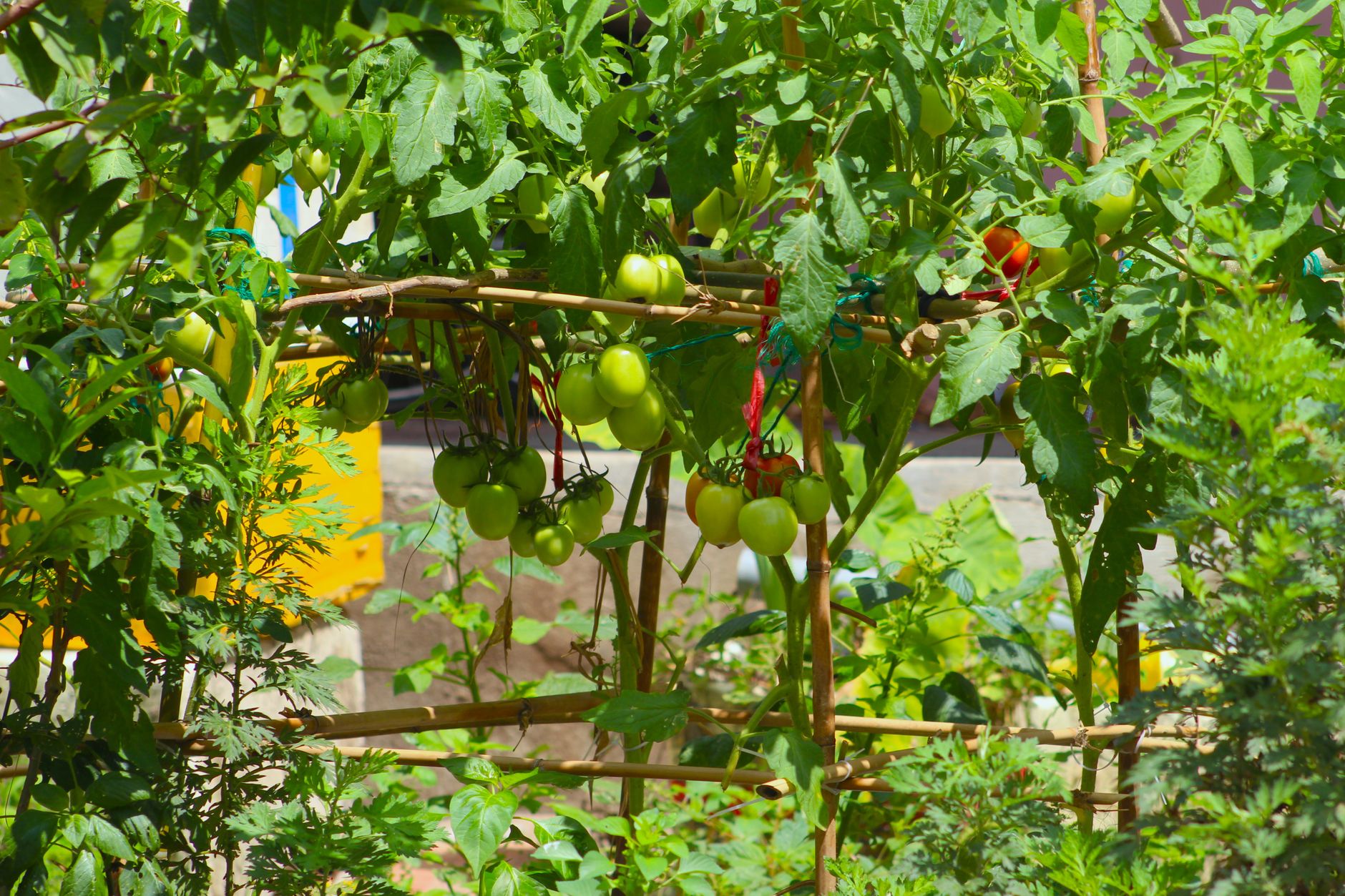 determinate tomato plant with stakes and fruit