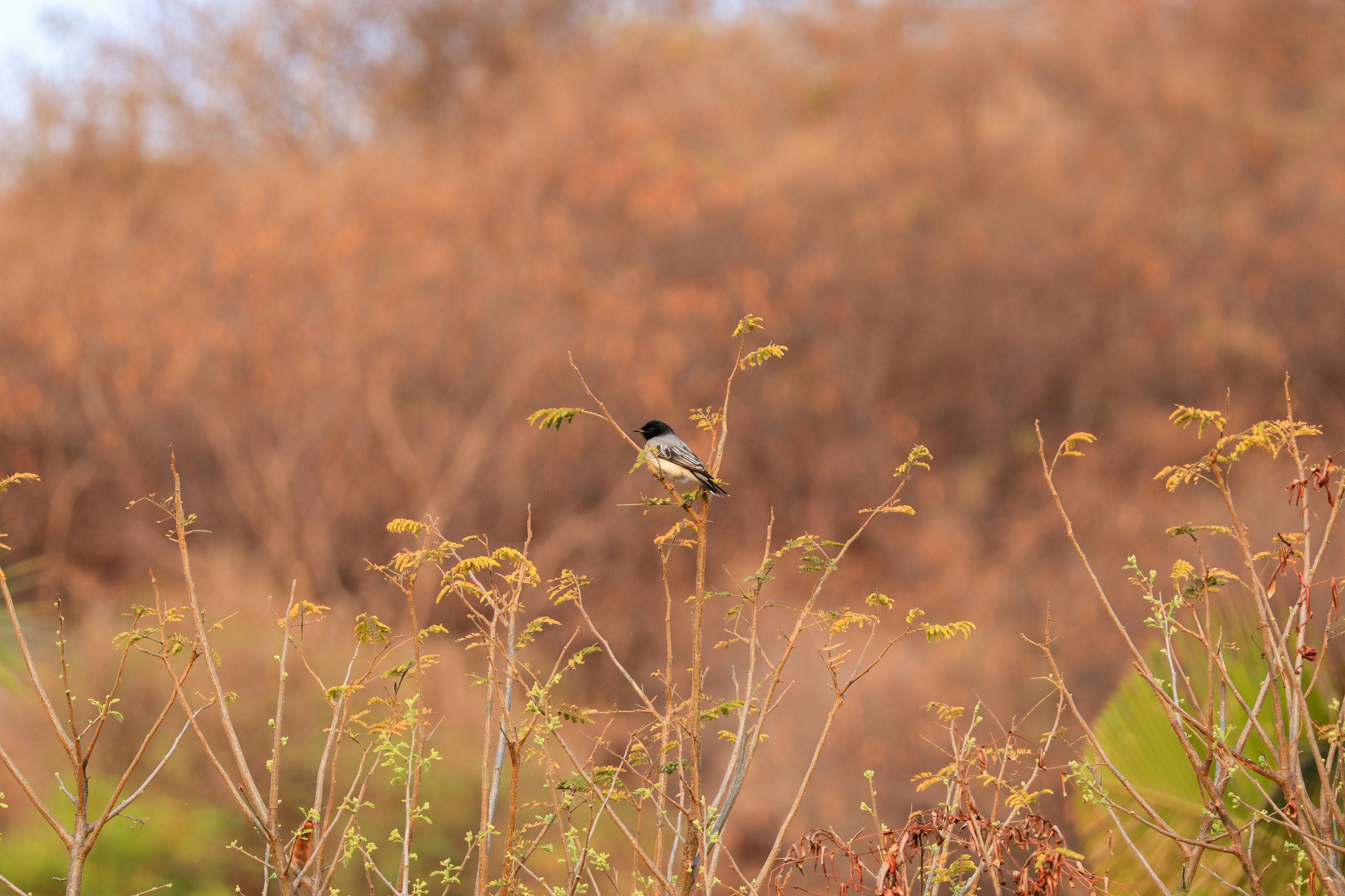 ฟรี นกตัวเล็กเกาะอยู่บนกิ่งไม้ท่ามกลางใบไม้เปลี่ยนสีในฤดูใบไม้ร่วง สะท้อนให้เห็นถึงแก่นแท้ของฤดูกาลนี้ คลังภาพถ่าย