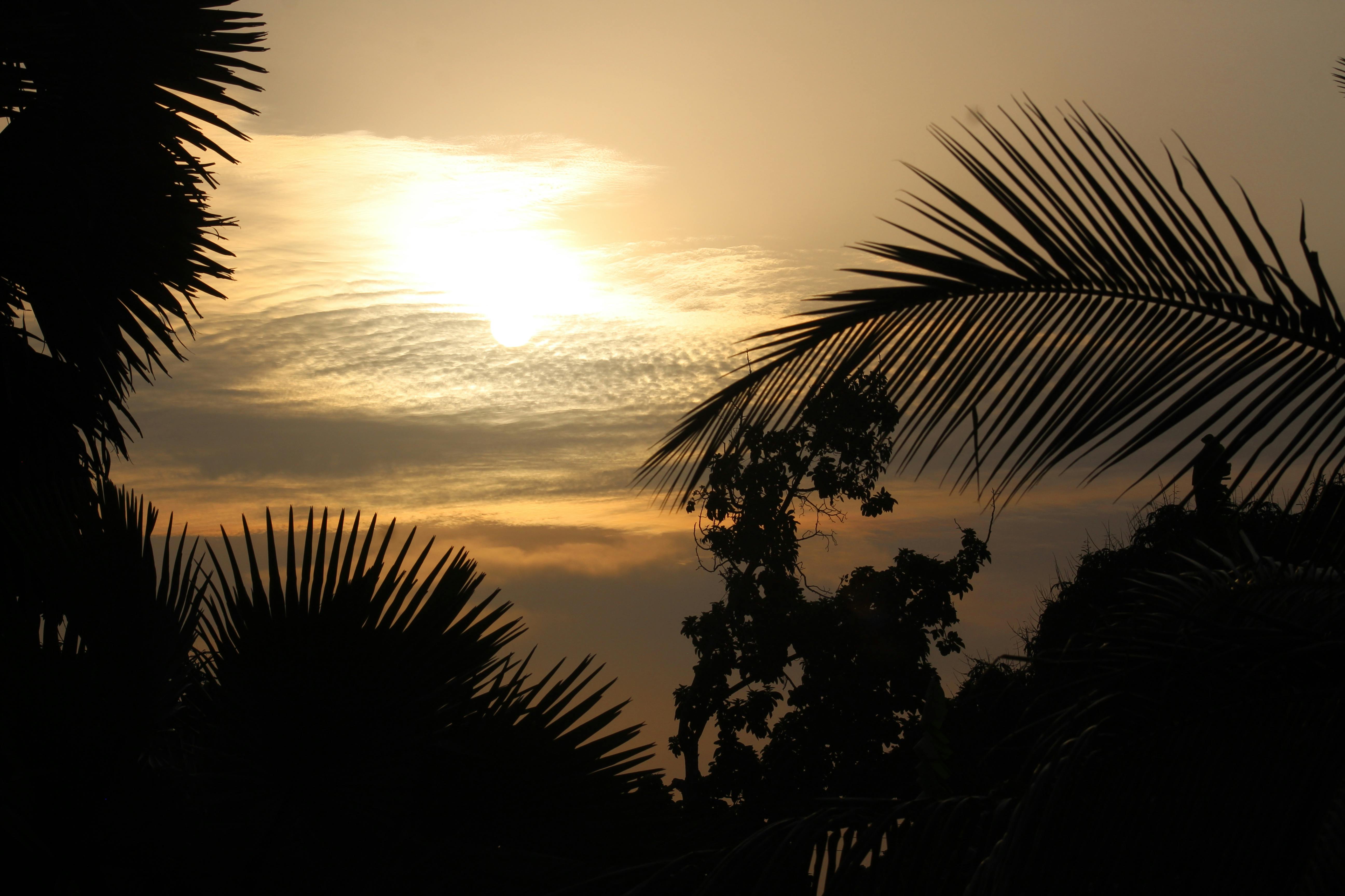 무료 석양 아래 야자수 실루엣이 드라마틱한 하늘을 배경으로 아름답게 펼쳐집니다. 스톡 사진