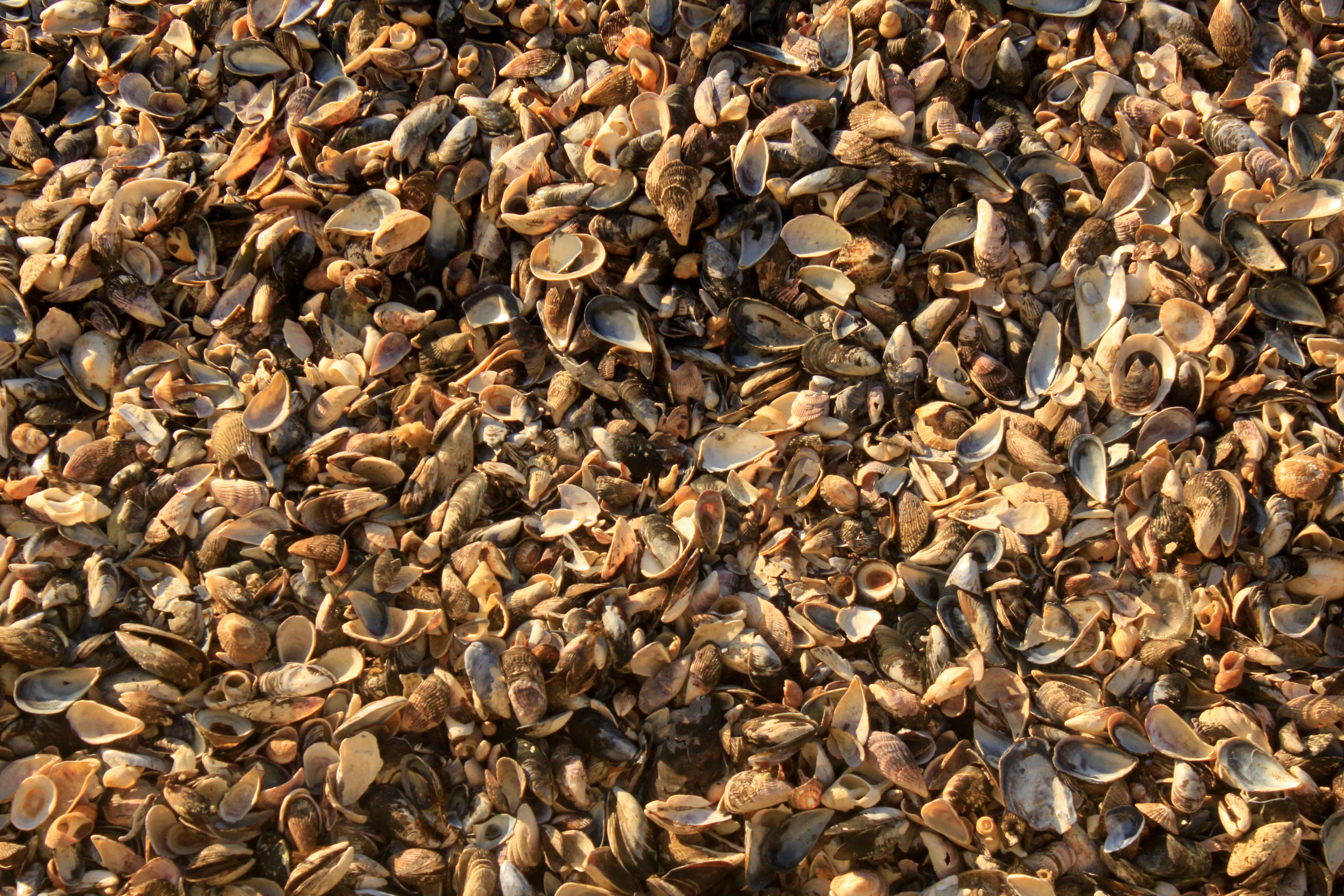 ฟรี ภาพมุมใกล้ของเปลือกหอยจำนวนมากที่กระจัดกระจายอยู่บนชายหาดที่มีแสงแดดส่องถึง แสดงให้เห็นถึงพื้นผิวตามธรรมชาติ คลังภาพถ่าย