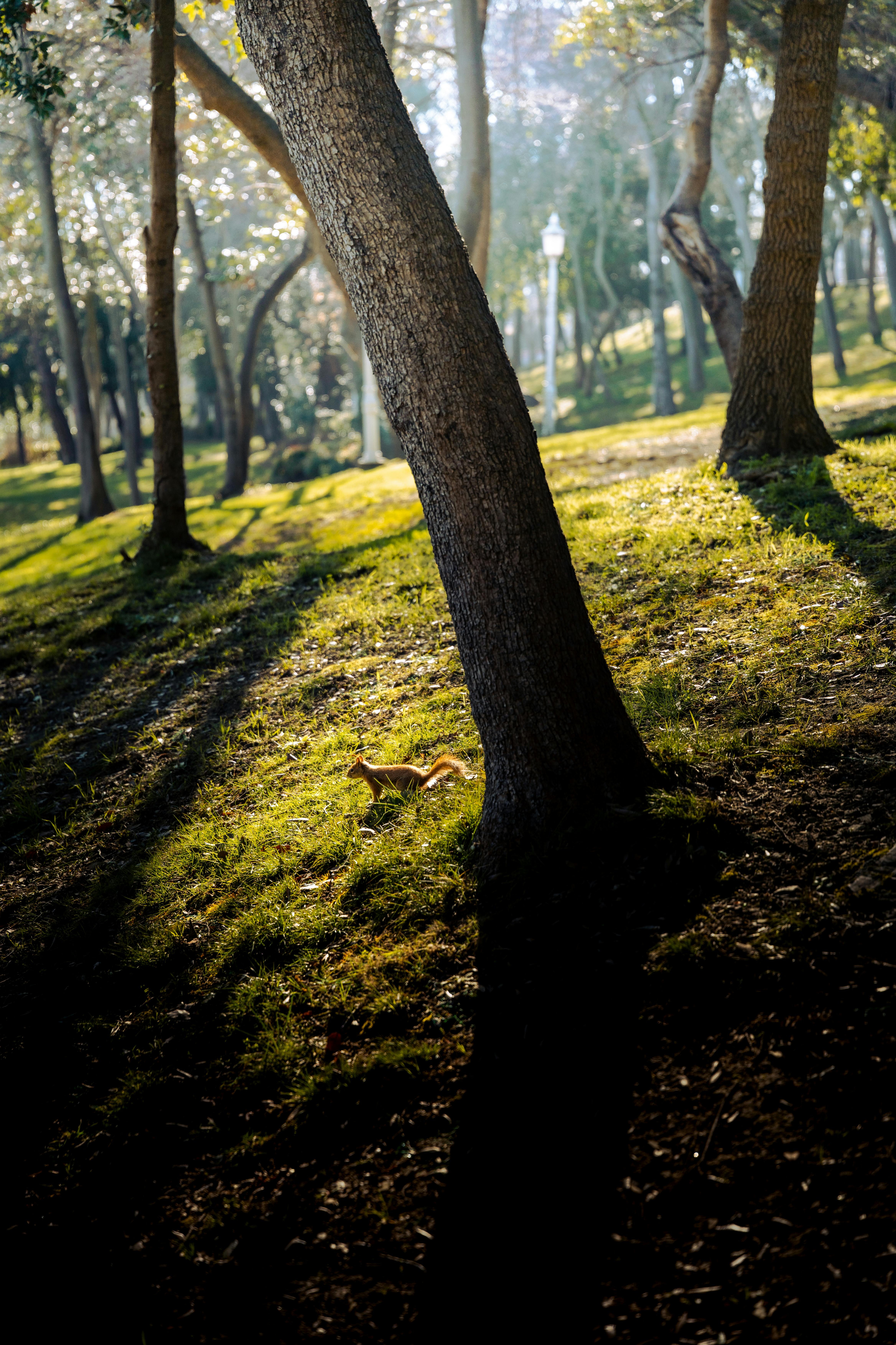 Zadarmo Fotobanka s bezplatnými fotkami na tému biotop voľne žijúcich živočíchov, cicavec, čistenie lesov Fotka z fotobanky