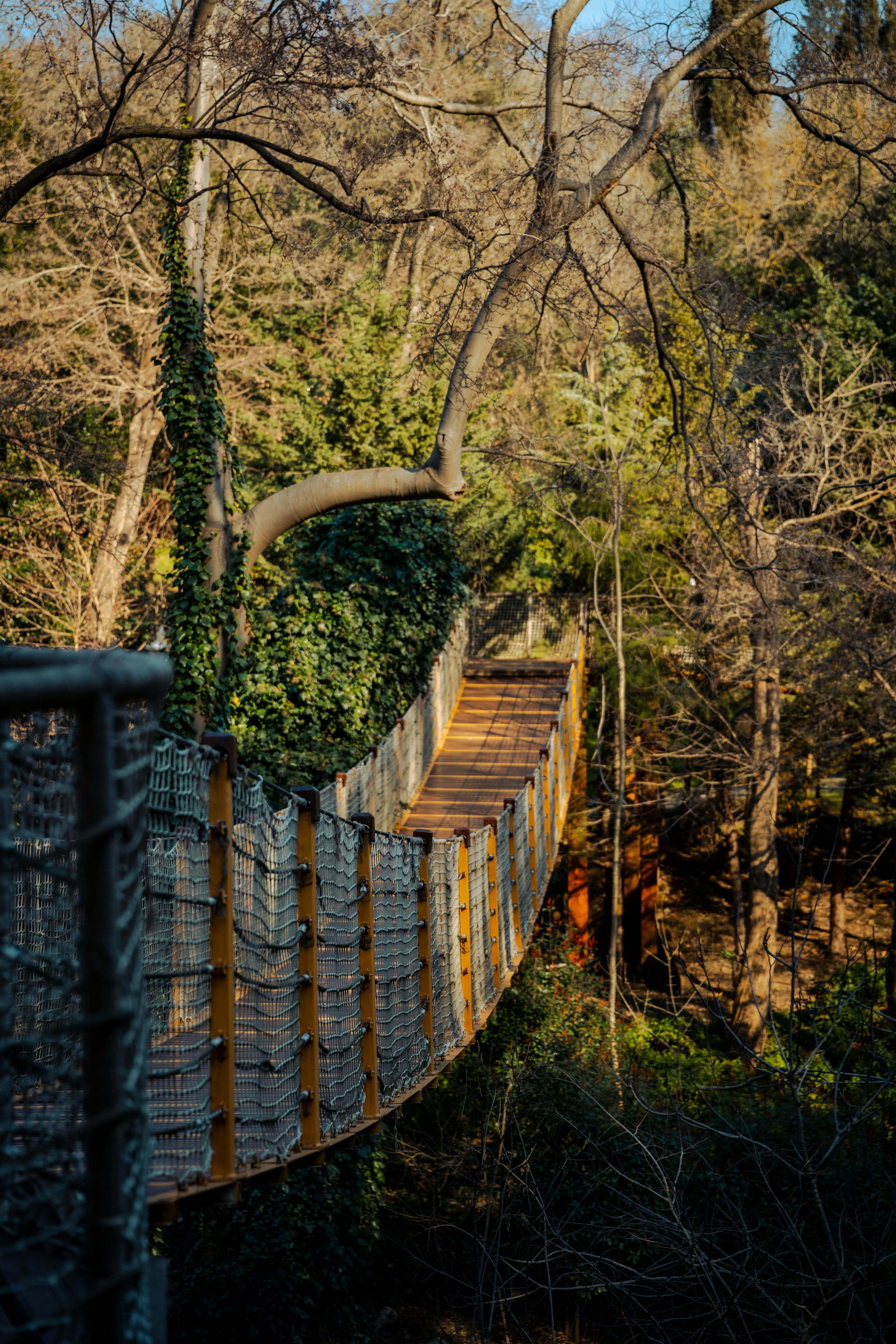 Zadarmo Fotobanka s bezplatnými fotkami na tému architektonický dizajn, baldachýn chodiť, bezlisté stromy Fotka z fotobanky