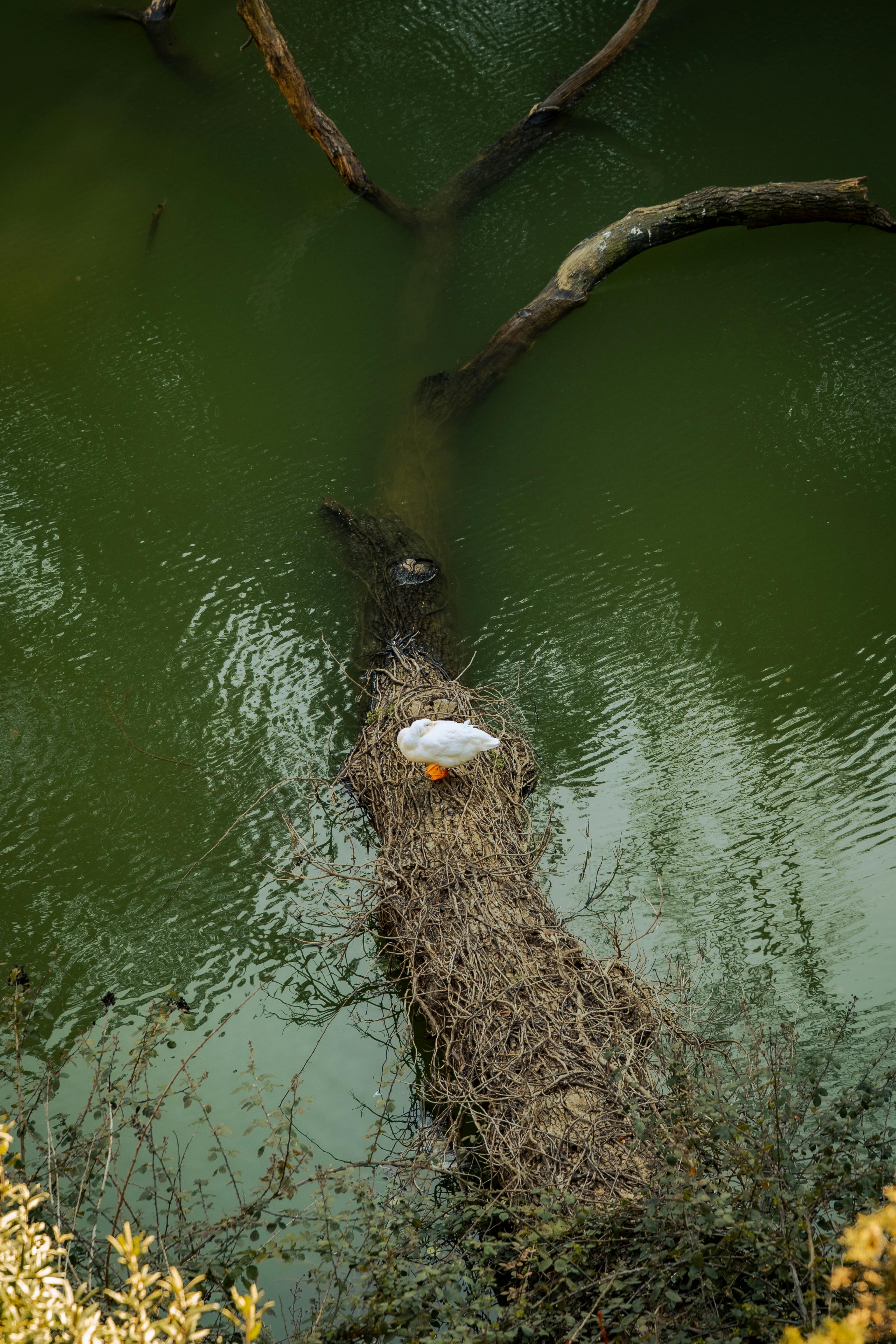 ฟรี เป็ดขาวตัวหนึ่งนอนพักอยู่บนท่อนไม้ในสระน้ำสีเขียวอันเงียบสงบ ท่ามกลางธรรมชาติที่งดงาม คลังภาพถ่าย