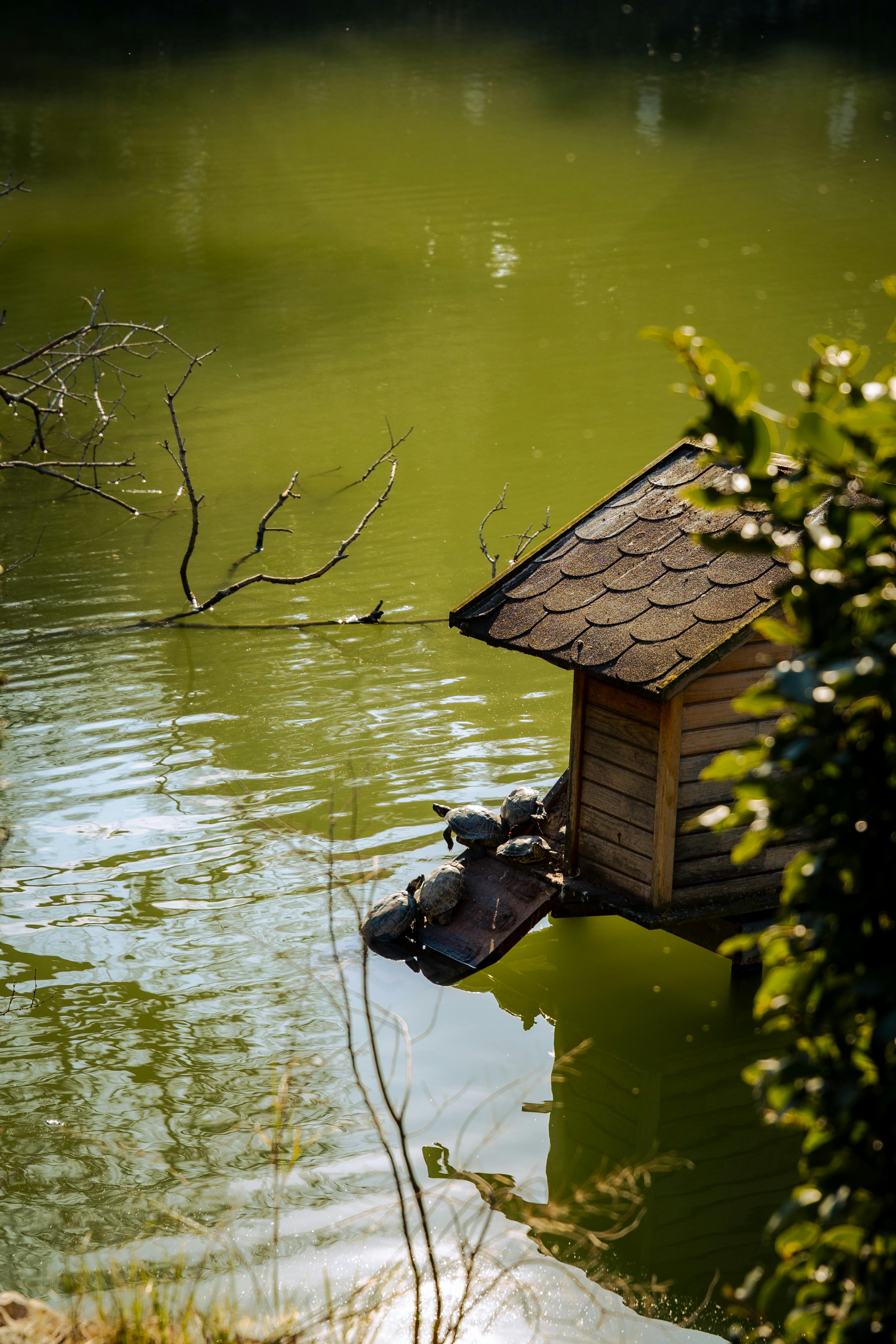 무료 고요한 호숫가의 작은 나무 플랫폼 위에서 일광욕을 즐기는 거북이 무리. 스톡 사진