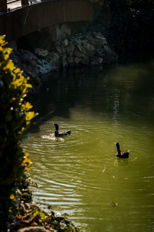 Free Serene view of a pond with ducks and a bridge, perfect for nature reflections. Stock Photo