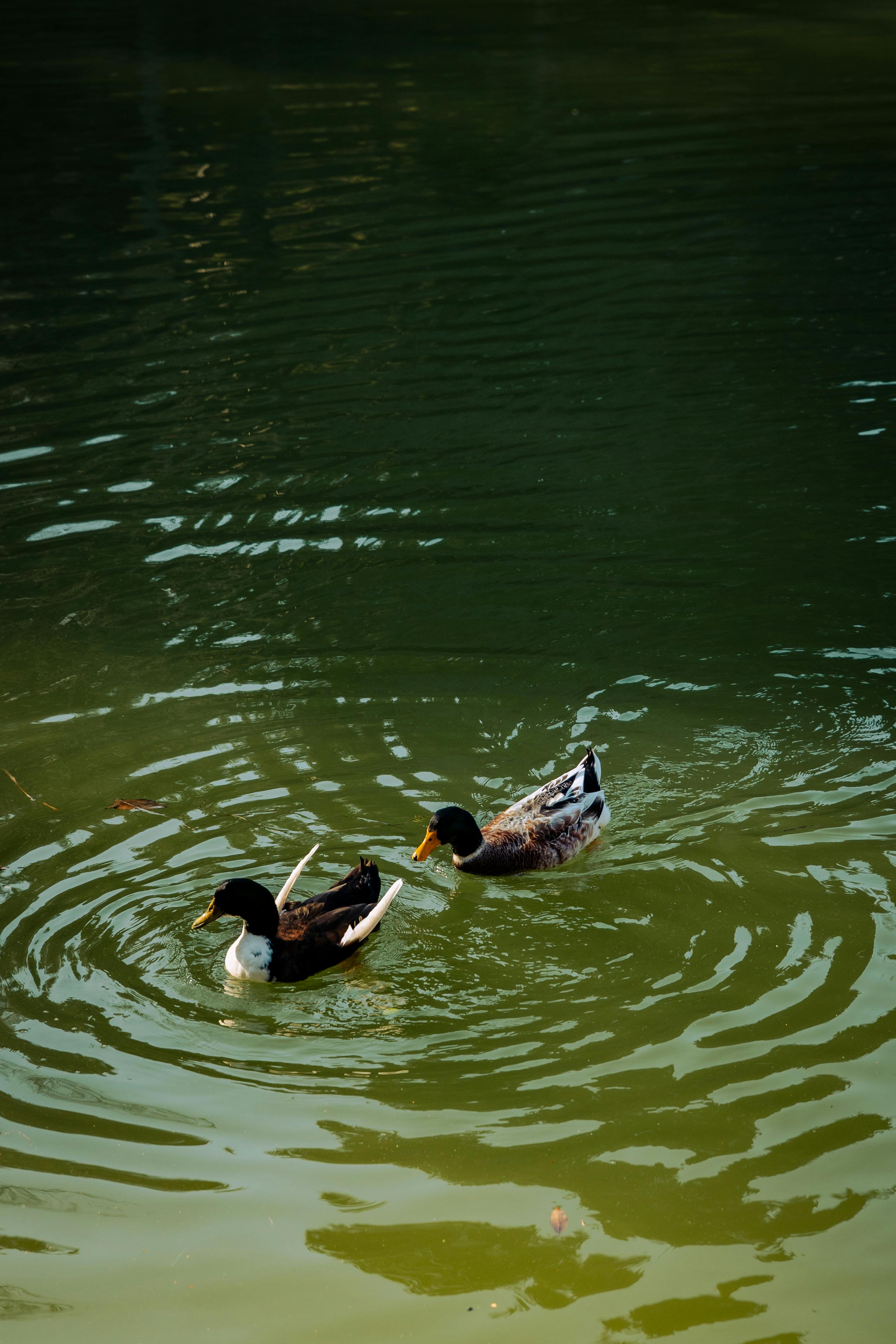 무료 @집 밖의, 고요한, 고요한 광경의 무료 스톡 사진