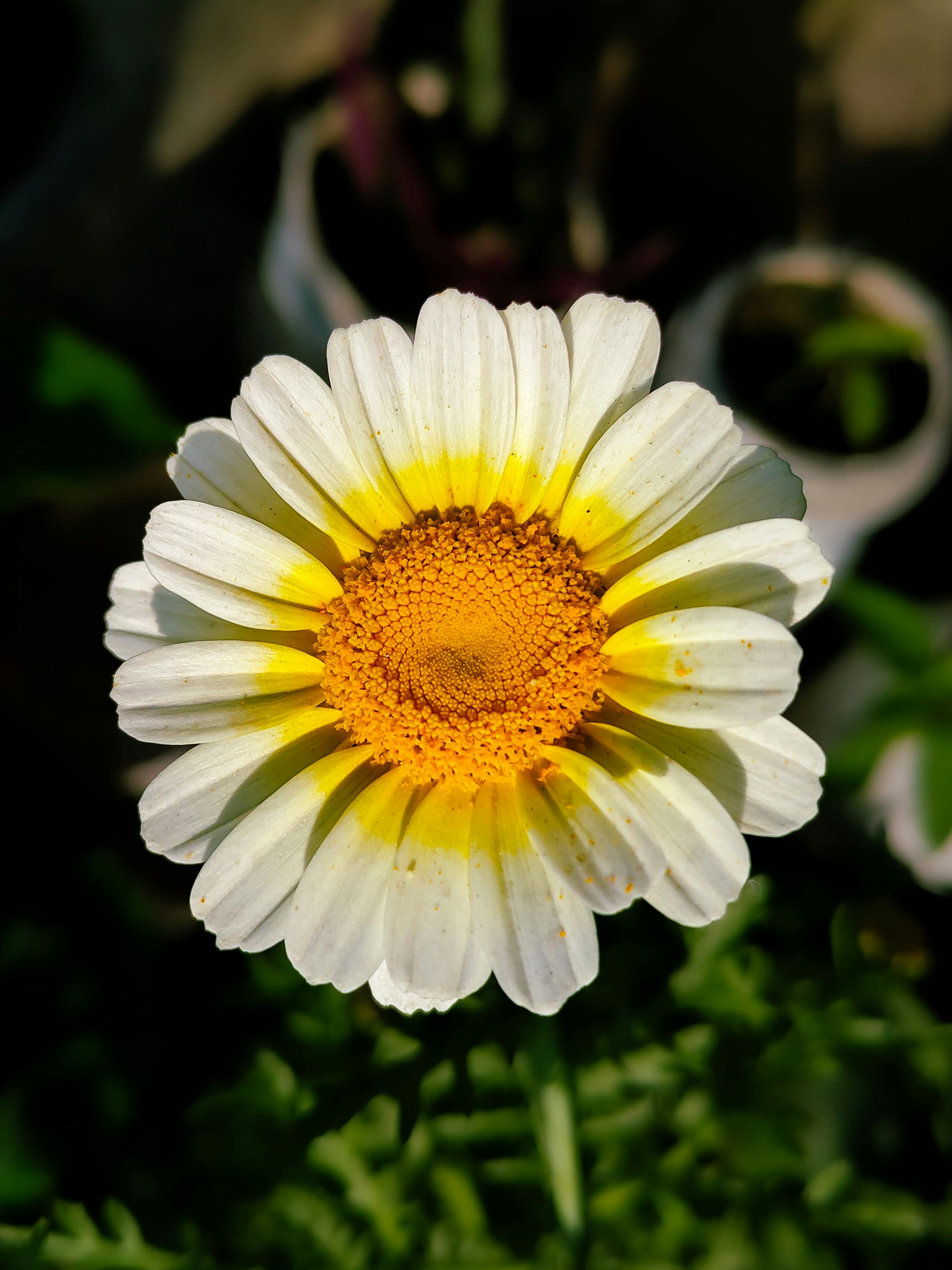 ฟรี ภาพถ่ายระยะใกล้สีสันสดใสของดอกเดซี่สีขาวที่มีใจกลางสีเหลืองโดดเด่น สะท้อนความงามของธรรมชาติ คลังภาพถ่าย