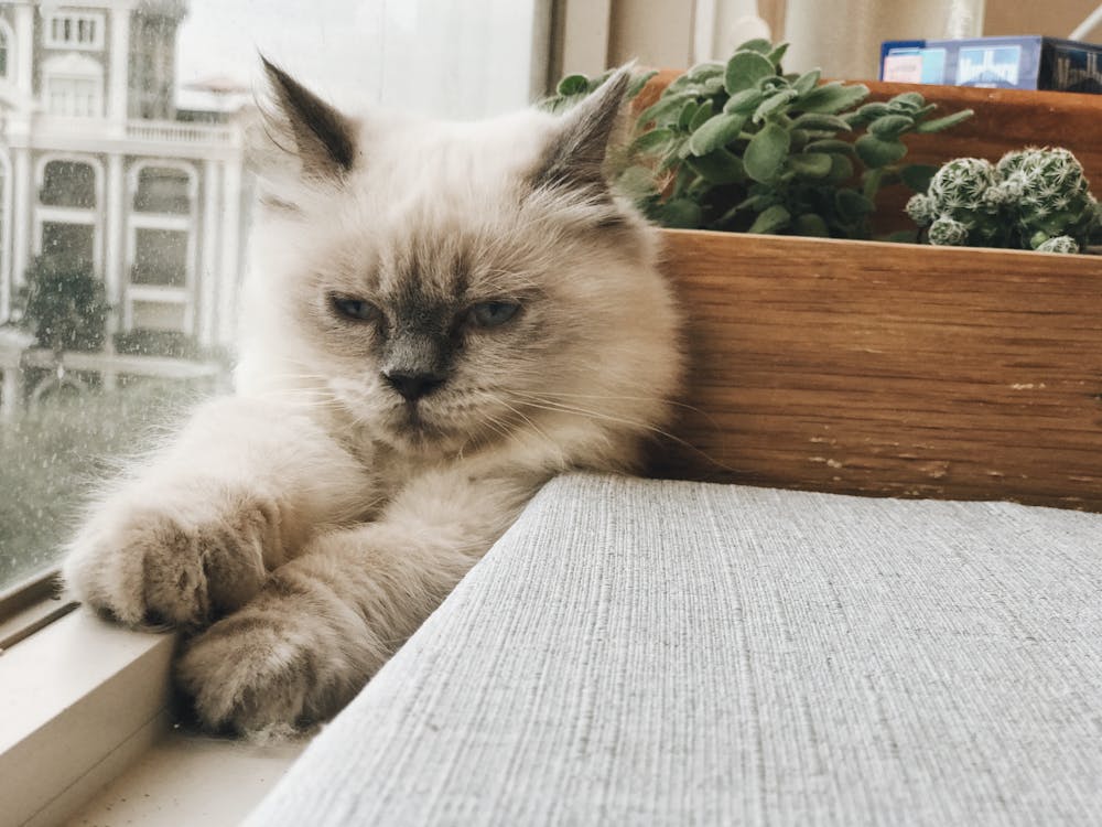 Cat Beside Wooden Planter Pot