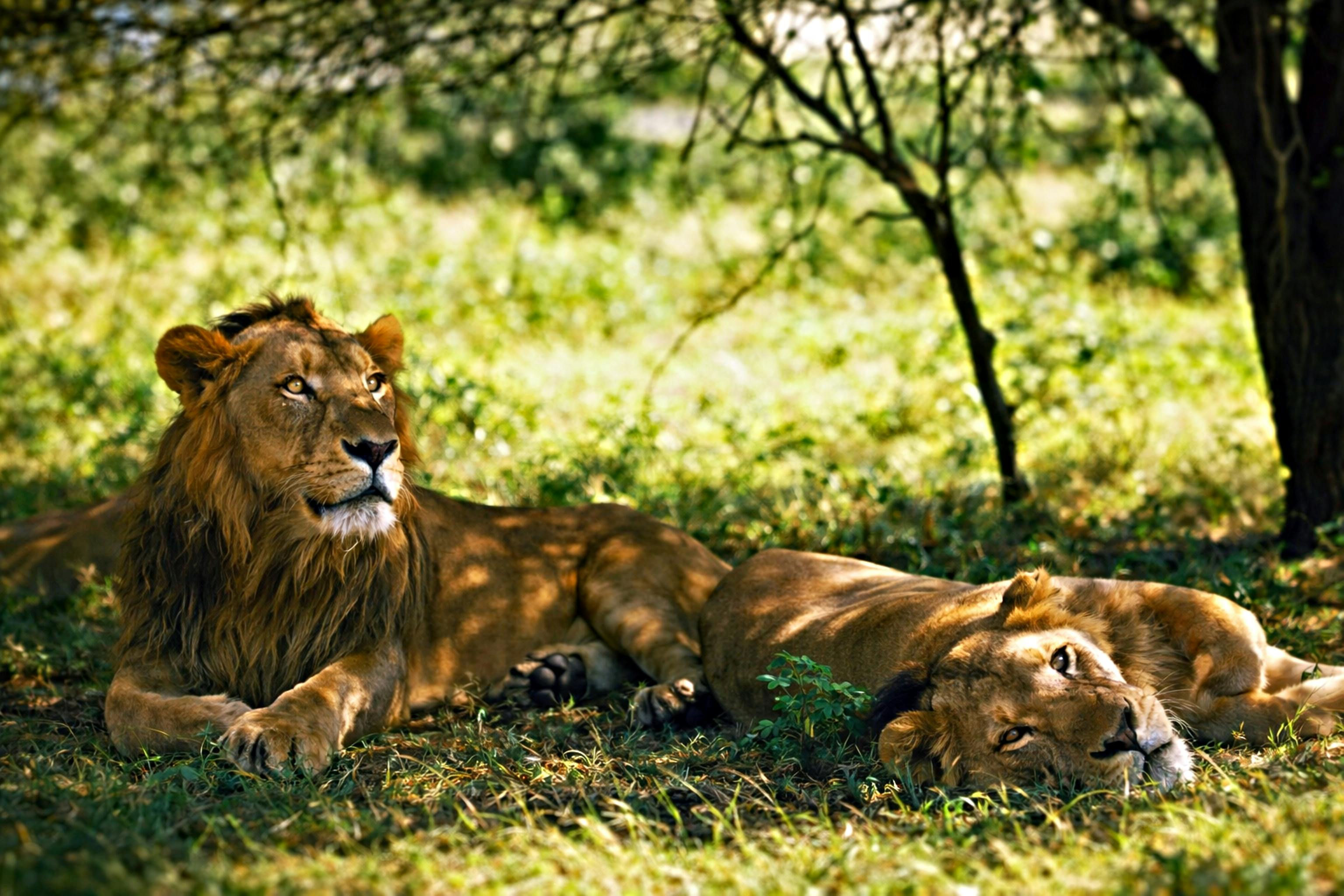 Zadarmo Dva majestátne levy odpočívajúce pod stromom v Chitrode, pokojnom lese v Gudžaráte. Fotka z fotobanky