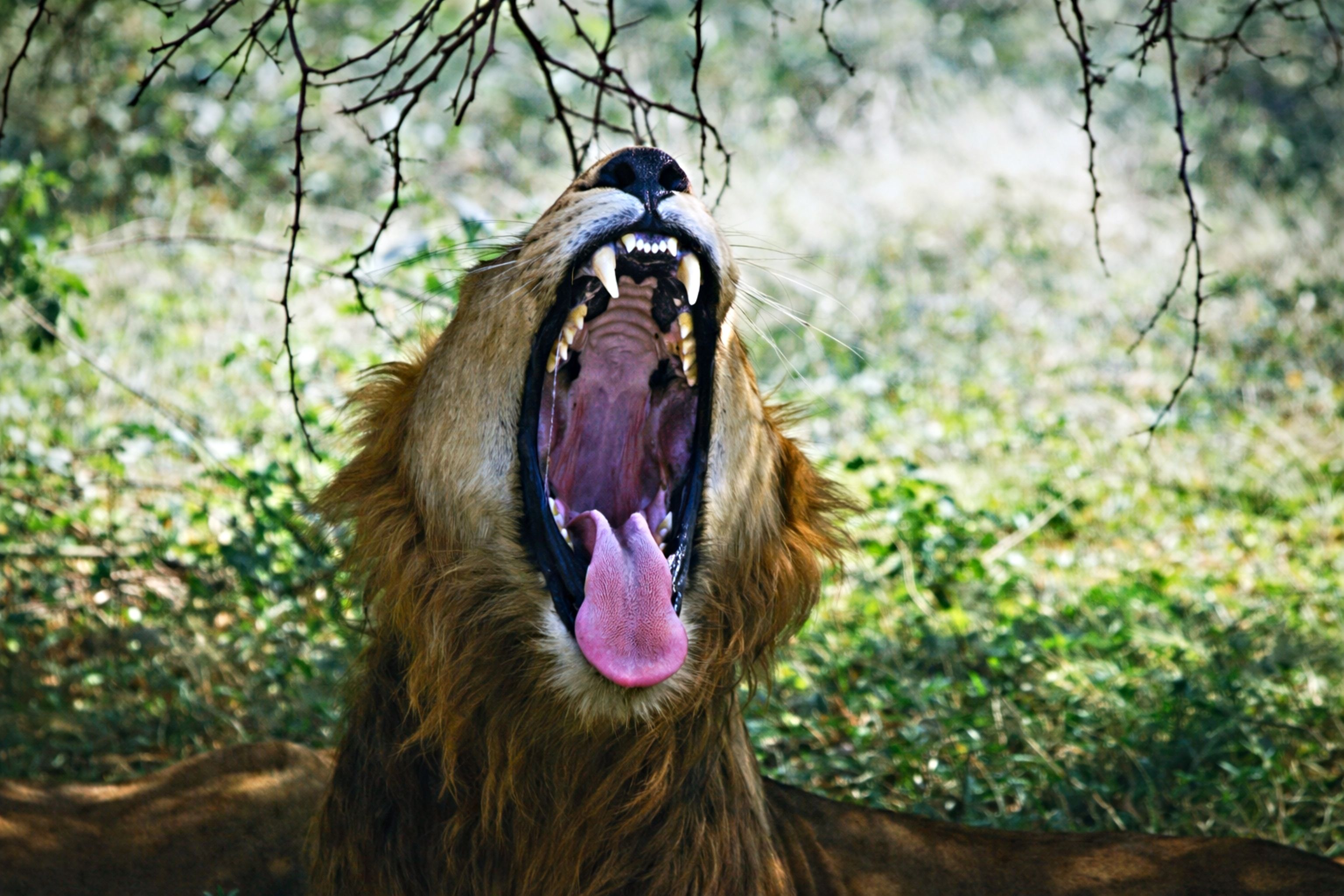 lion teeth