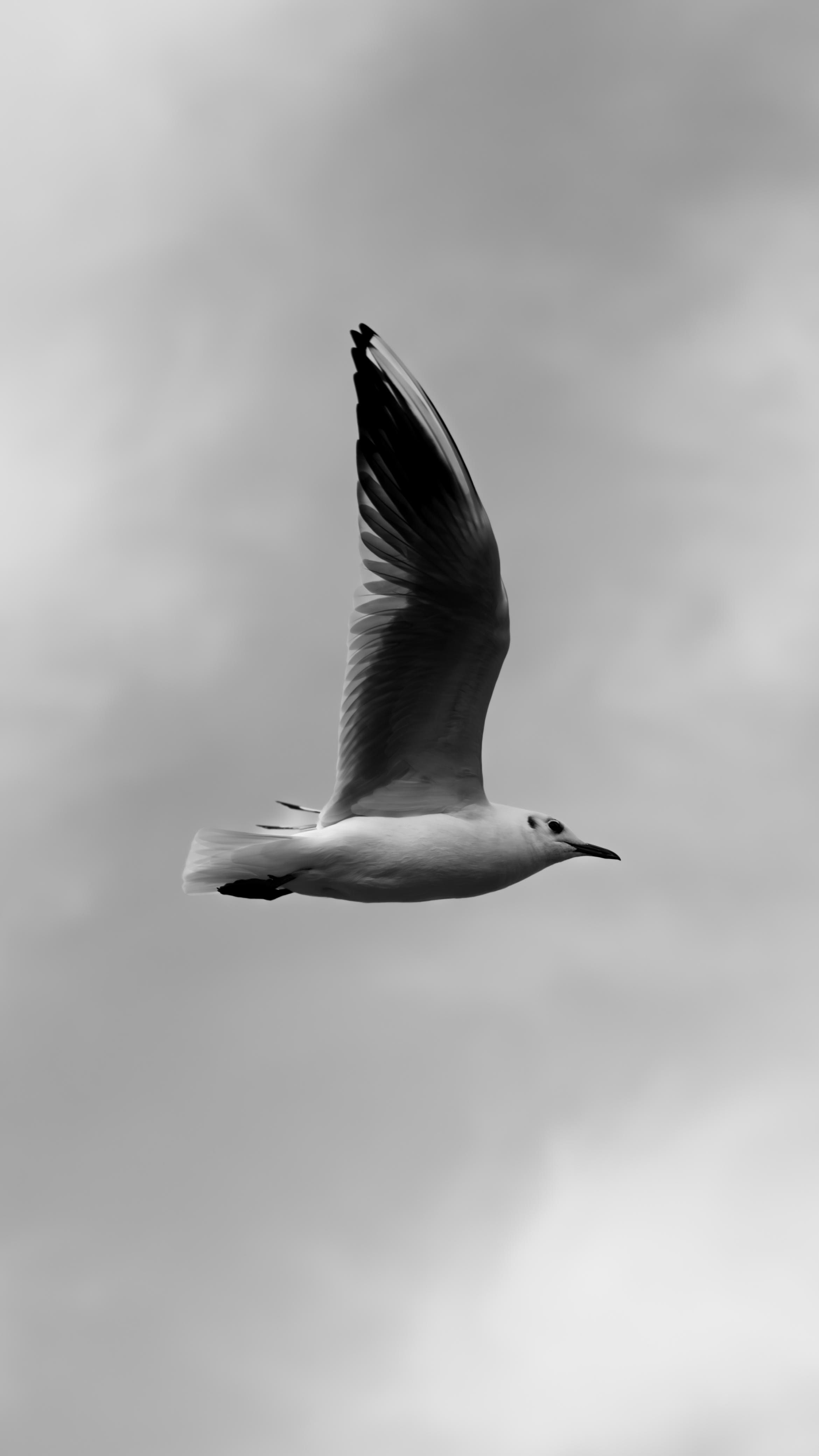 A White and Gray Bird Flying Under Gray Clouds · Free Stock Photo