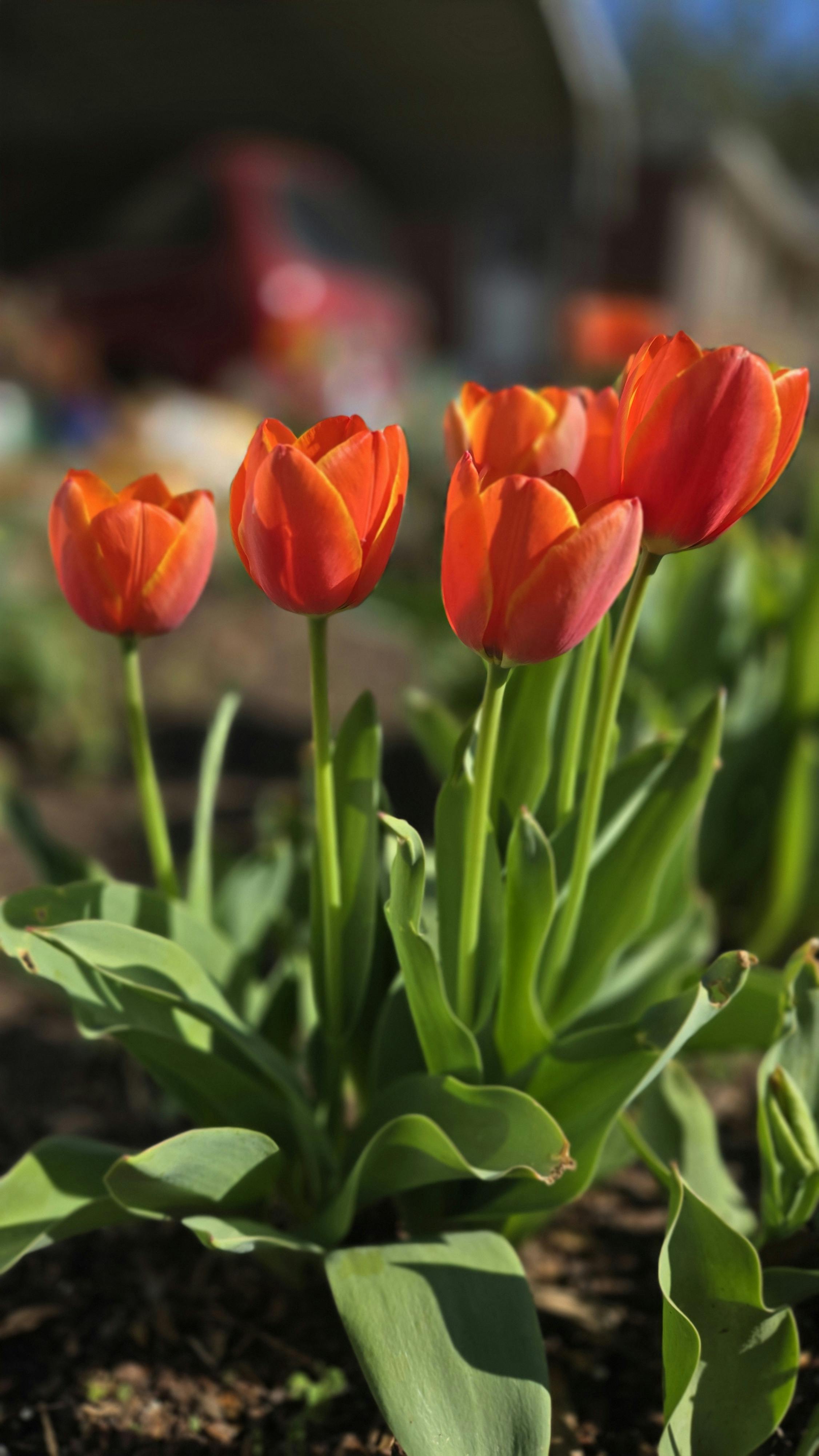 免費 美麗的紅橙色鬱金香盛開，在花園中捕捉了春天的精髓。 圖庫相片