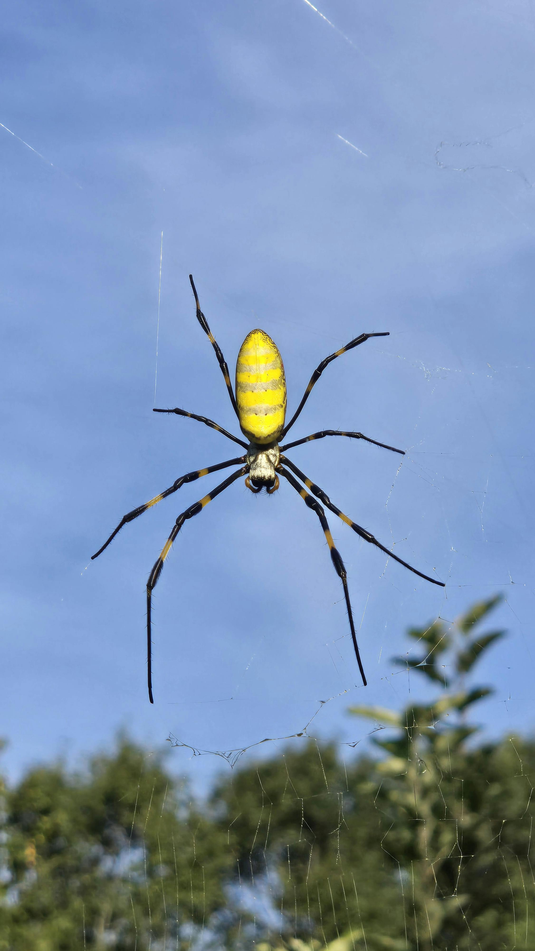 Zadarmo Žltý záhradný pavúk zavesený vo svojej pavučine na pozadí modrej oblohy. Fotka z fotobanky