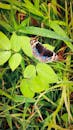Colorful Butterfly Resting on Green Leaves